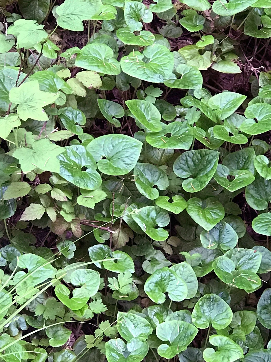 Bear Valley, April 2020, Western wild ginger