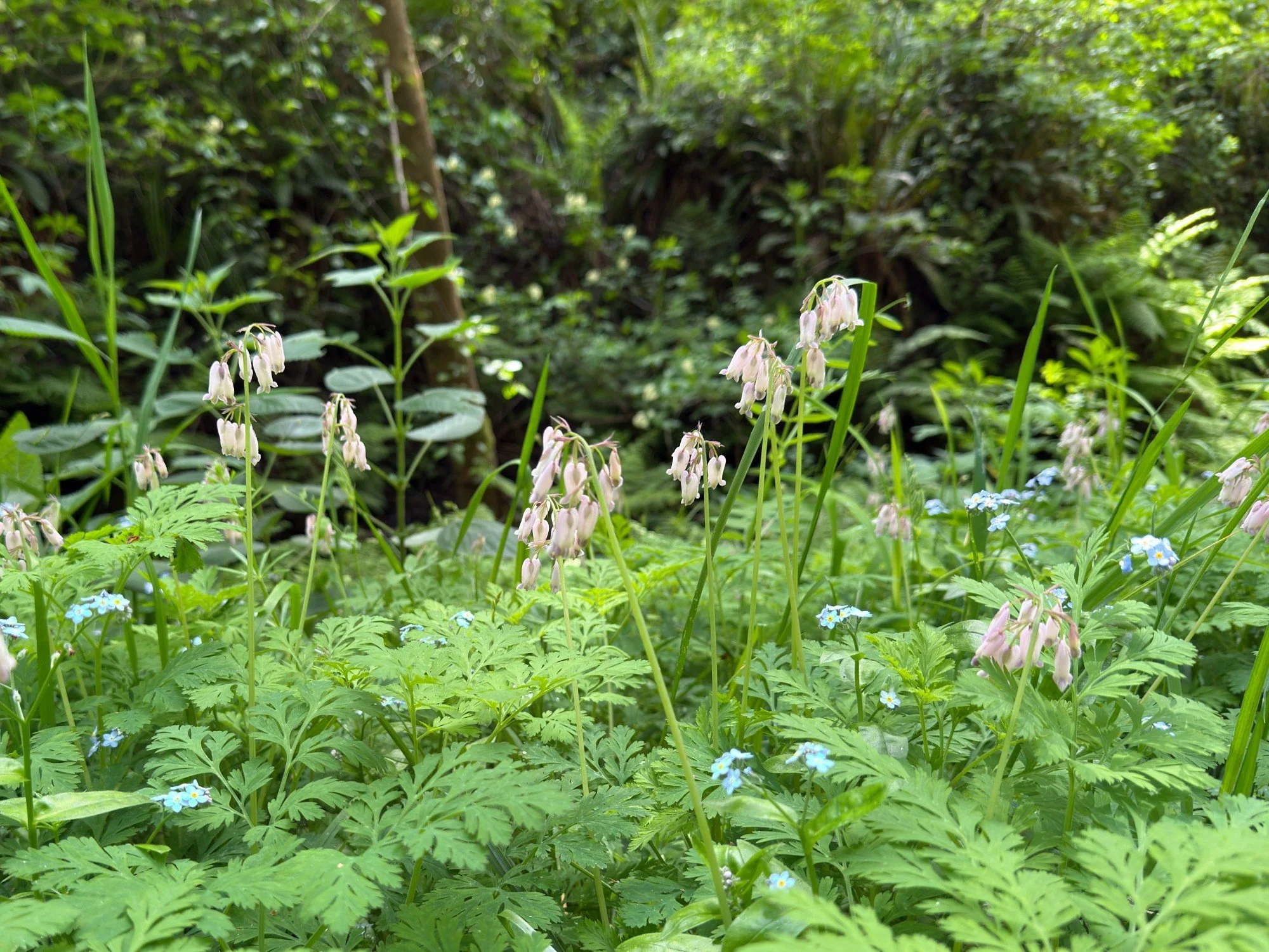 Bear Valley, April 2025, Pacific bleeding heart