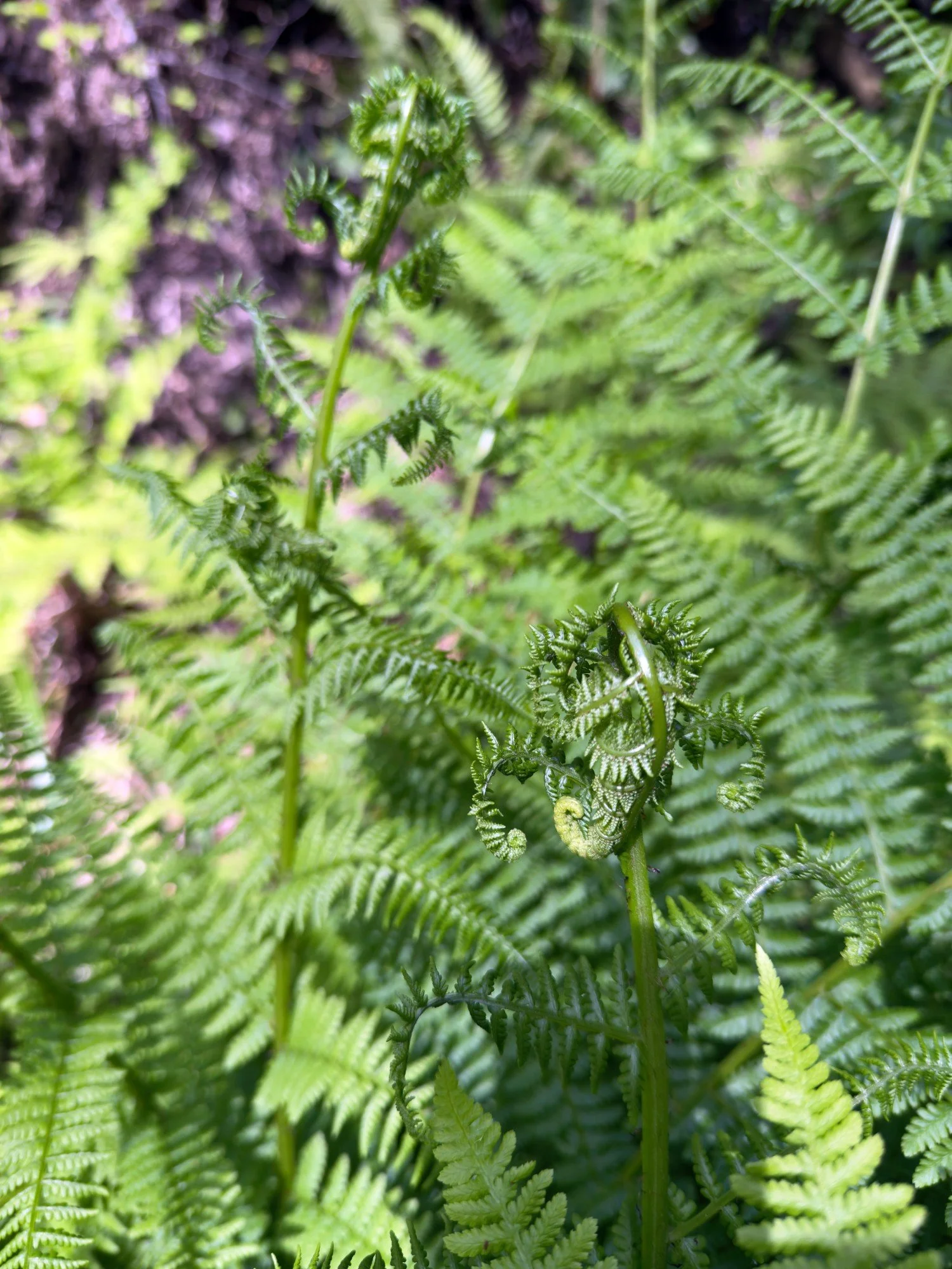 Bear Valley, April 2025, Lady fern