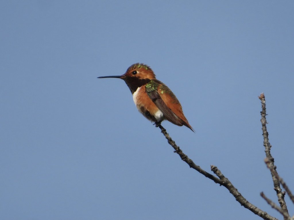 Allen's hummingbird © samzanita