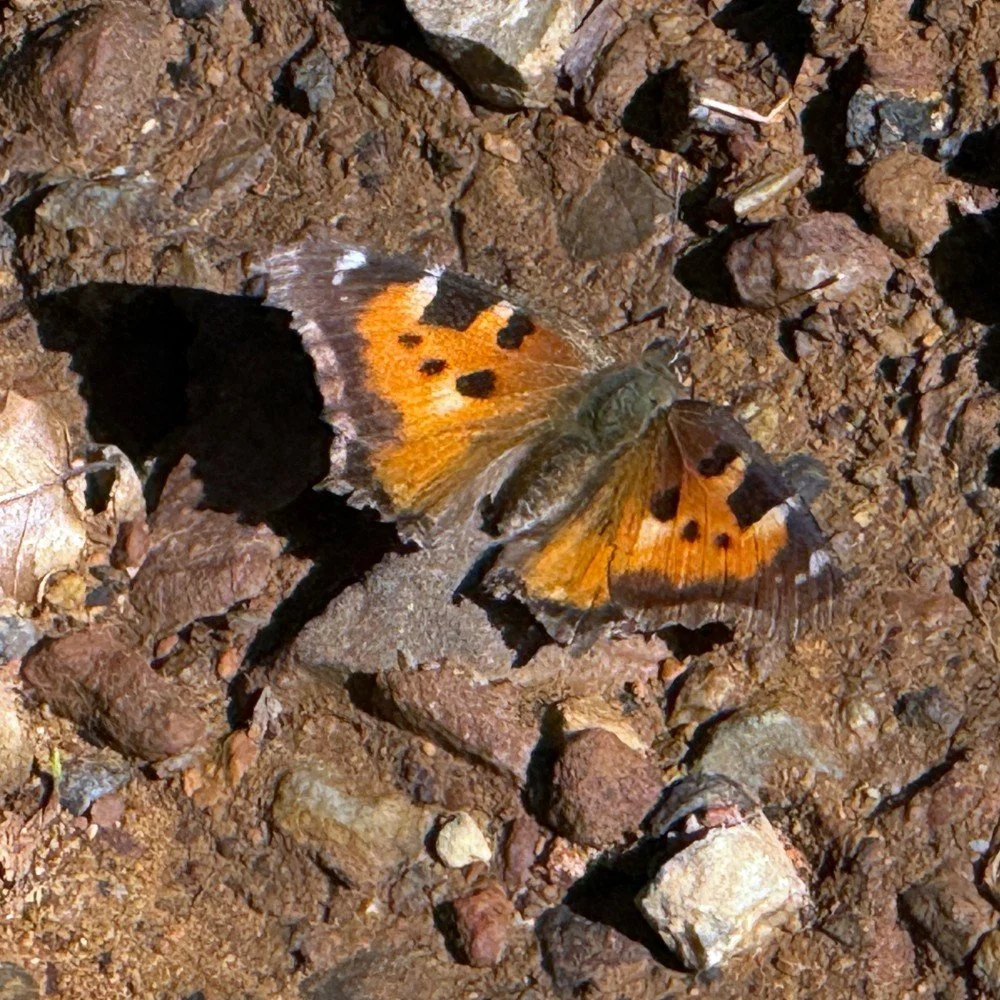 Lilies, butterflies, and hummingbirds in the forest