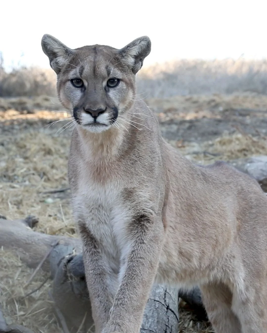 Living with Lions program expands to Marin County