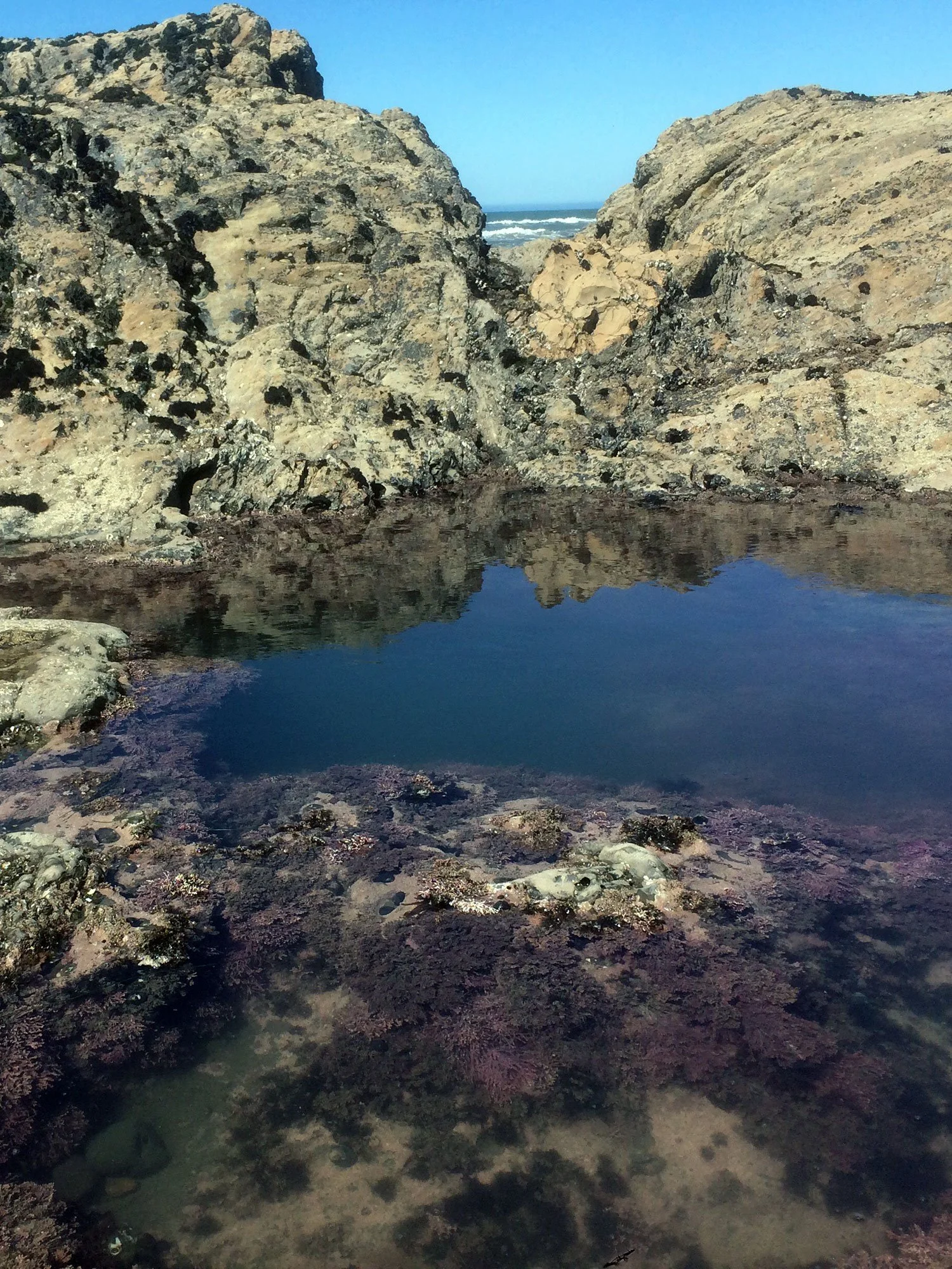 Seeking volunteers at beautiful Duxbury Reef 
