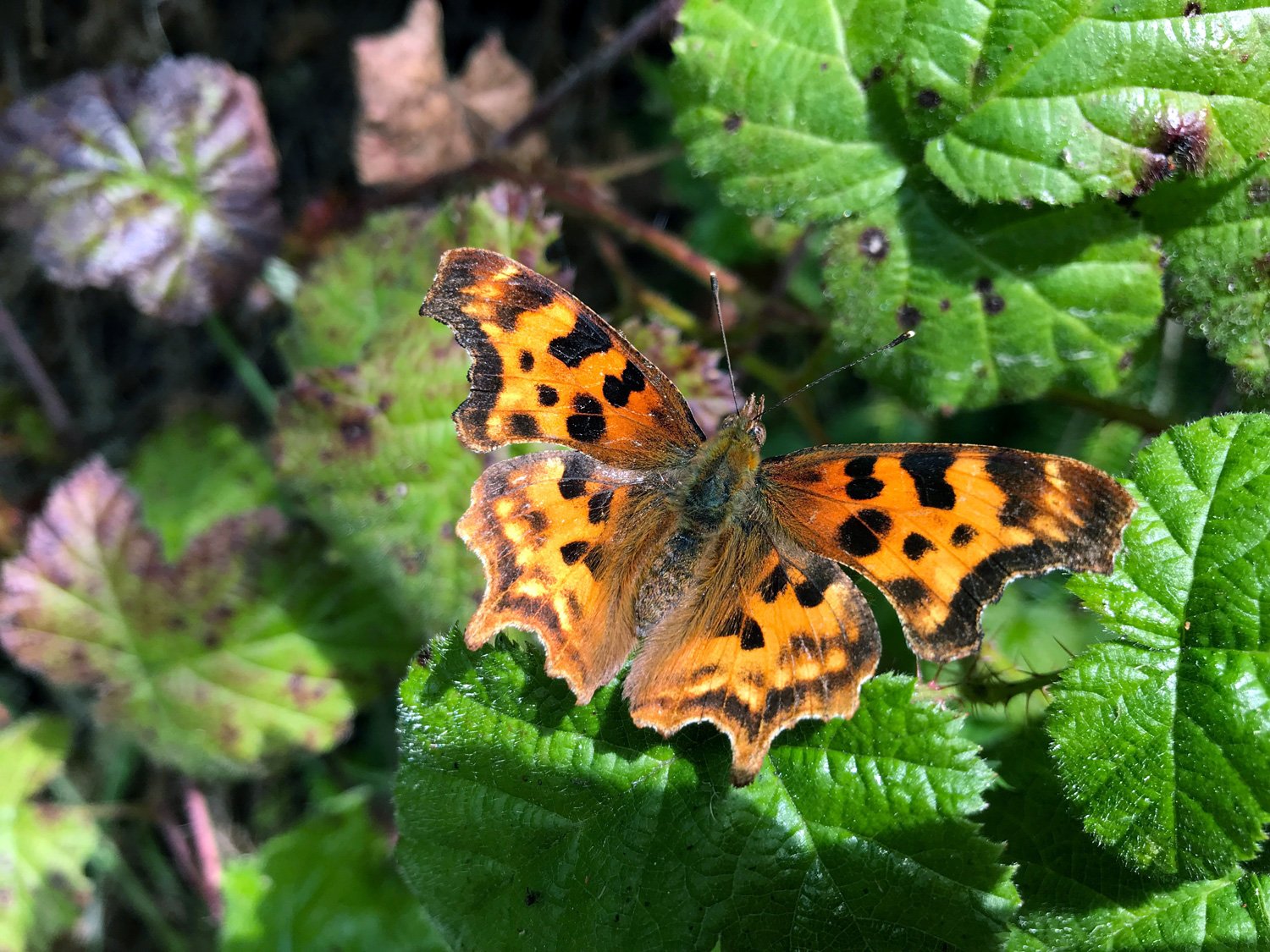 Point Reyes Butterfly Count