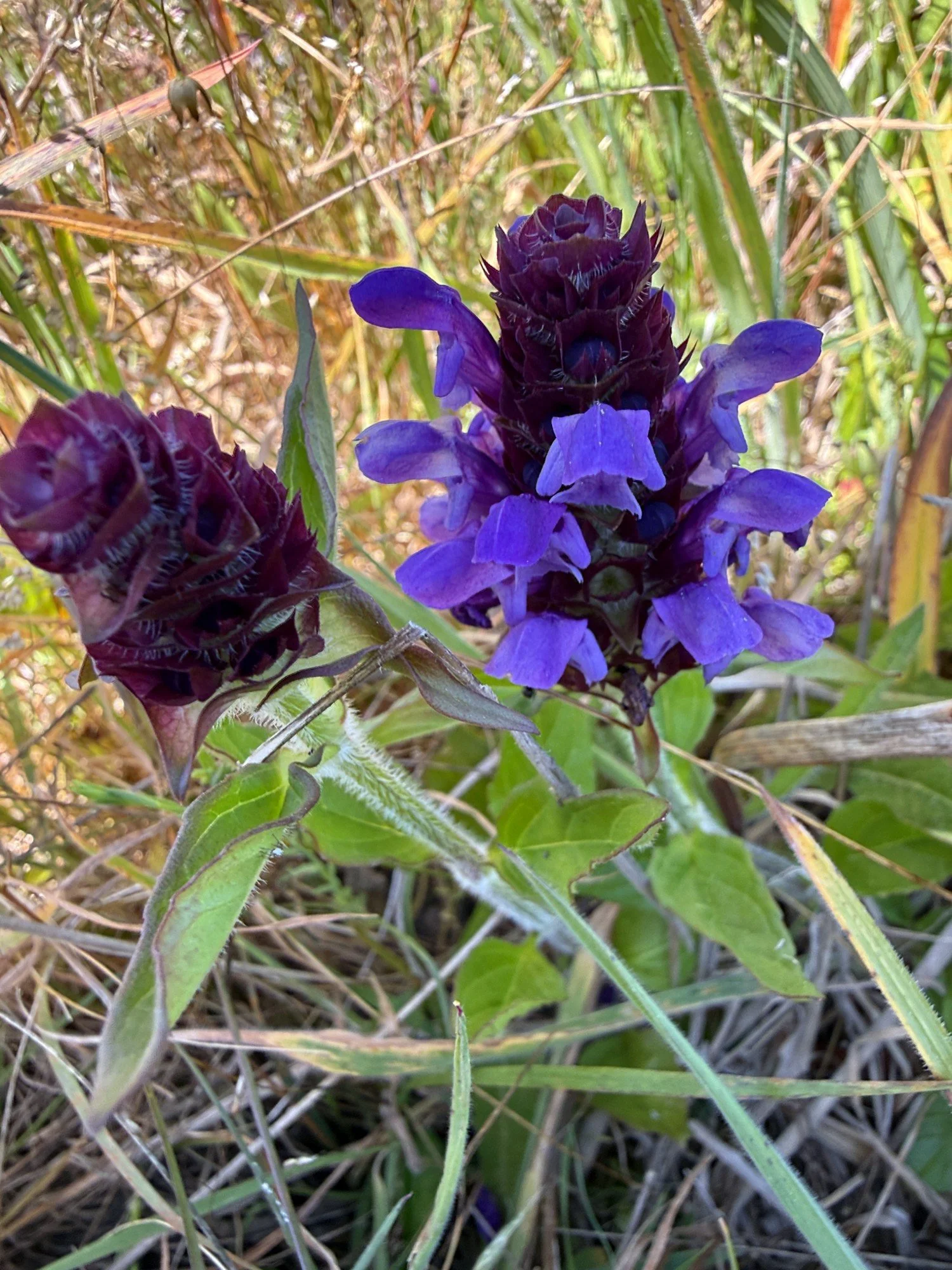 Selfheal