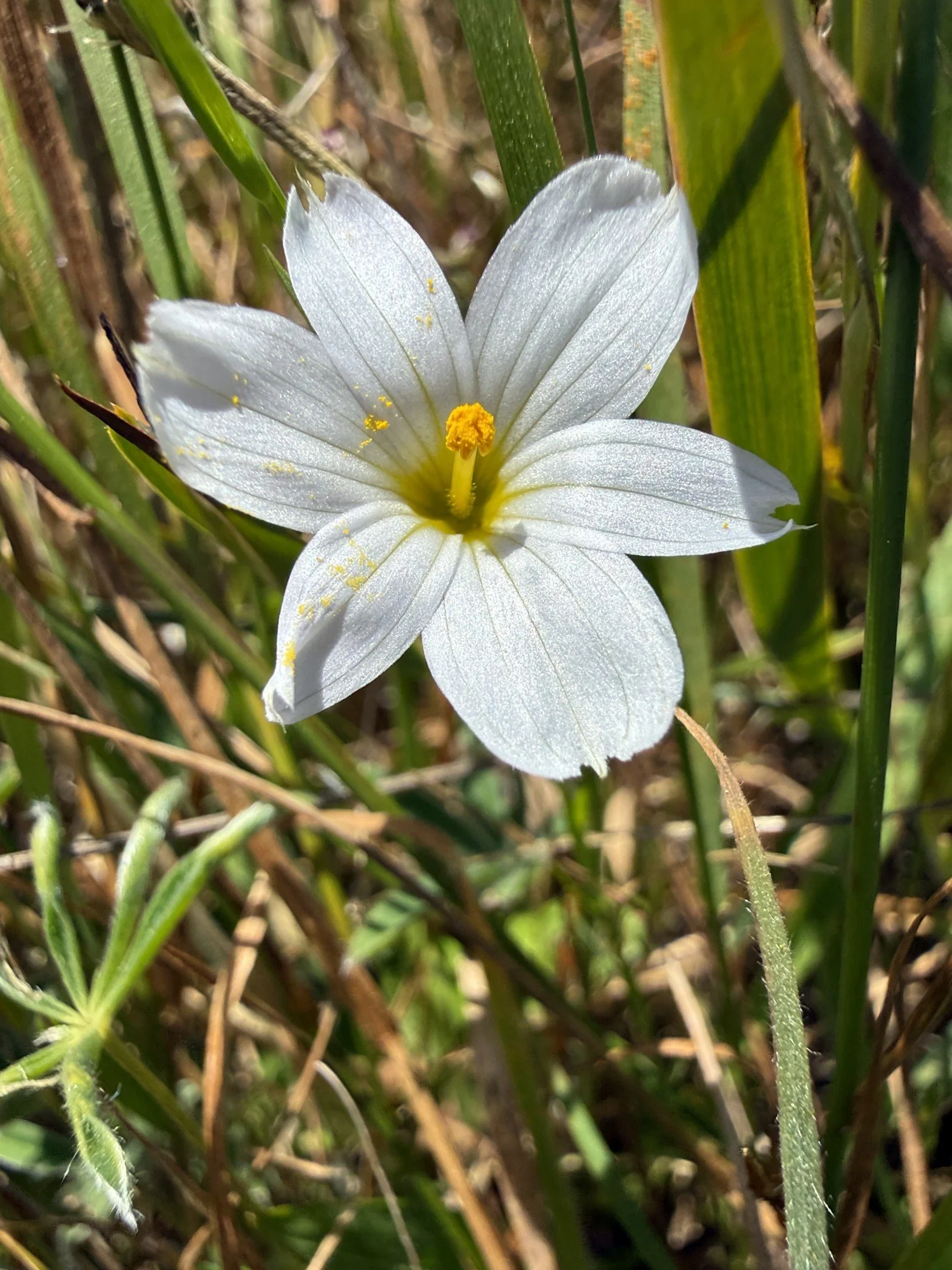 Western Blue-eyed Grass (white)