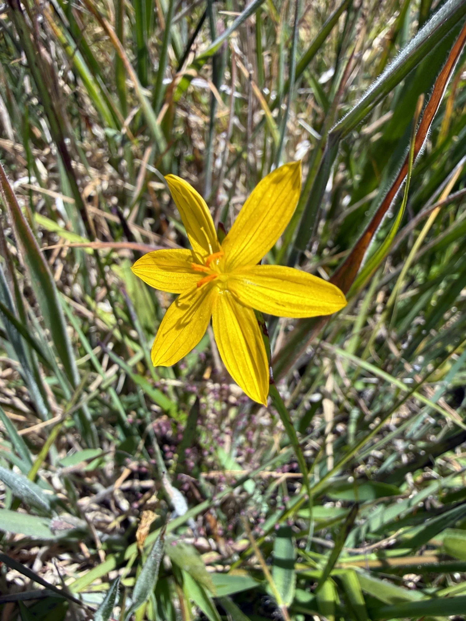 Golden-eye Grass