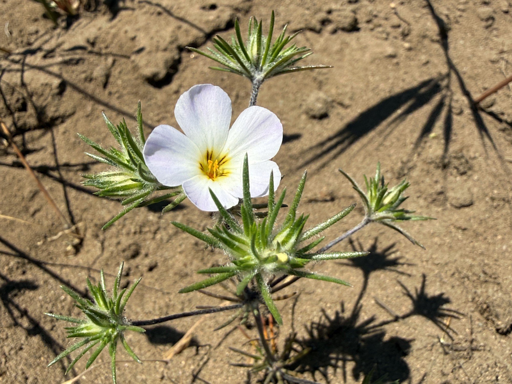 Large-flowered Leptosiphon