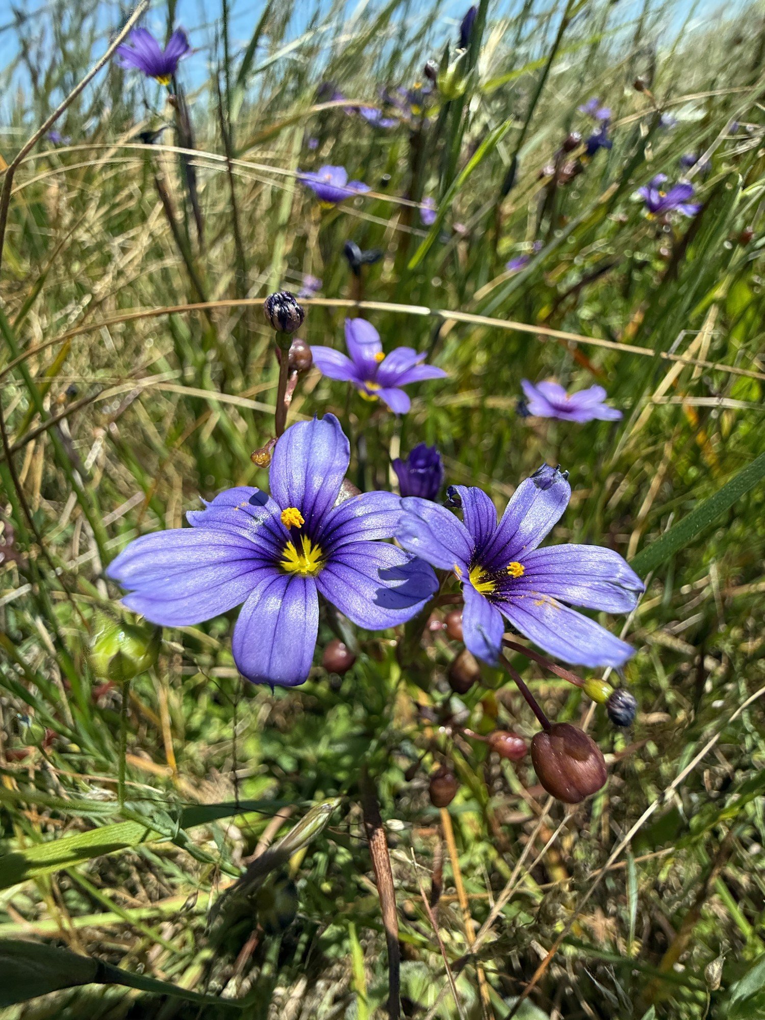 Western Blue-eyed Grass