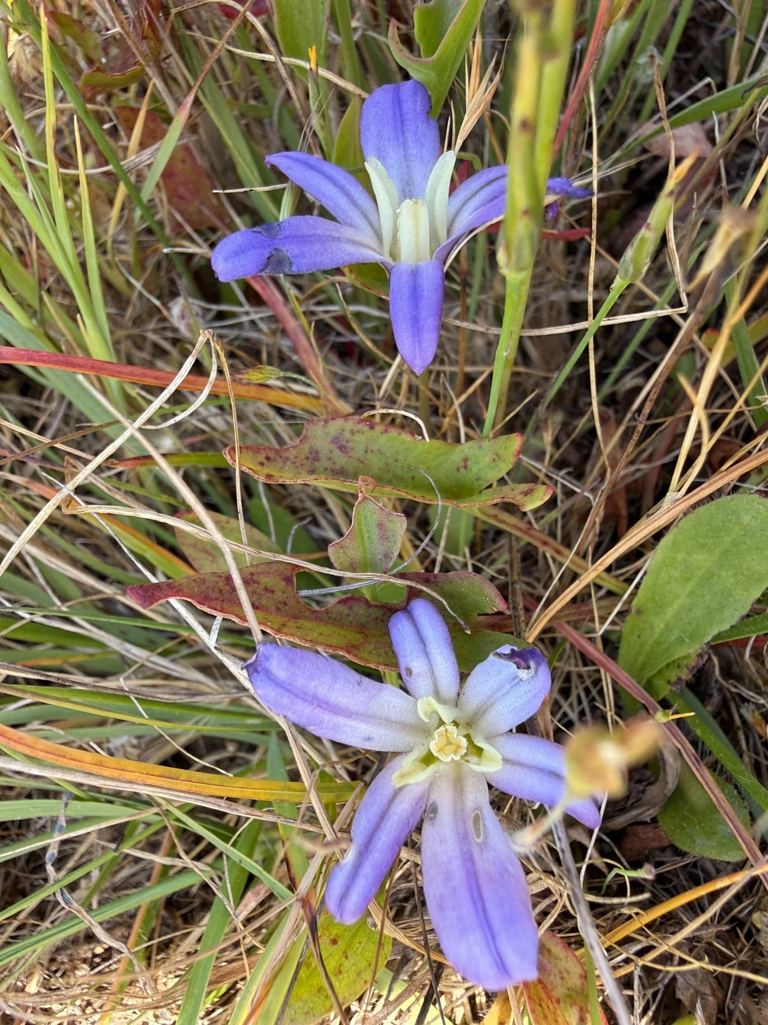 Dwarf Brodiaea