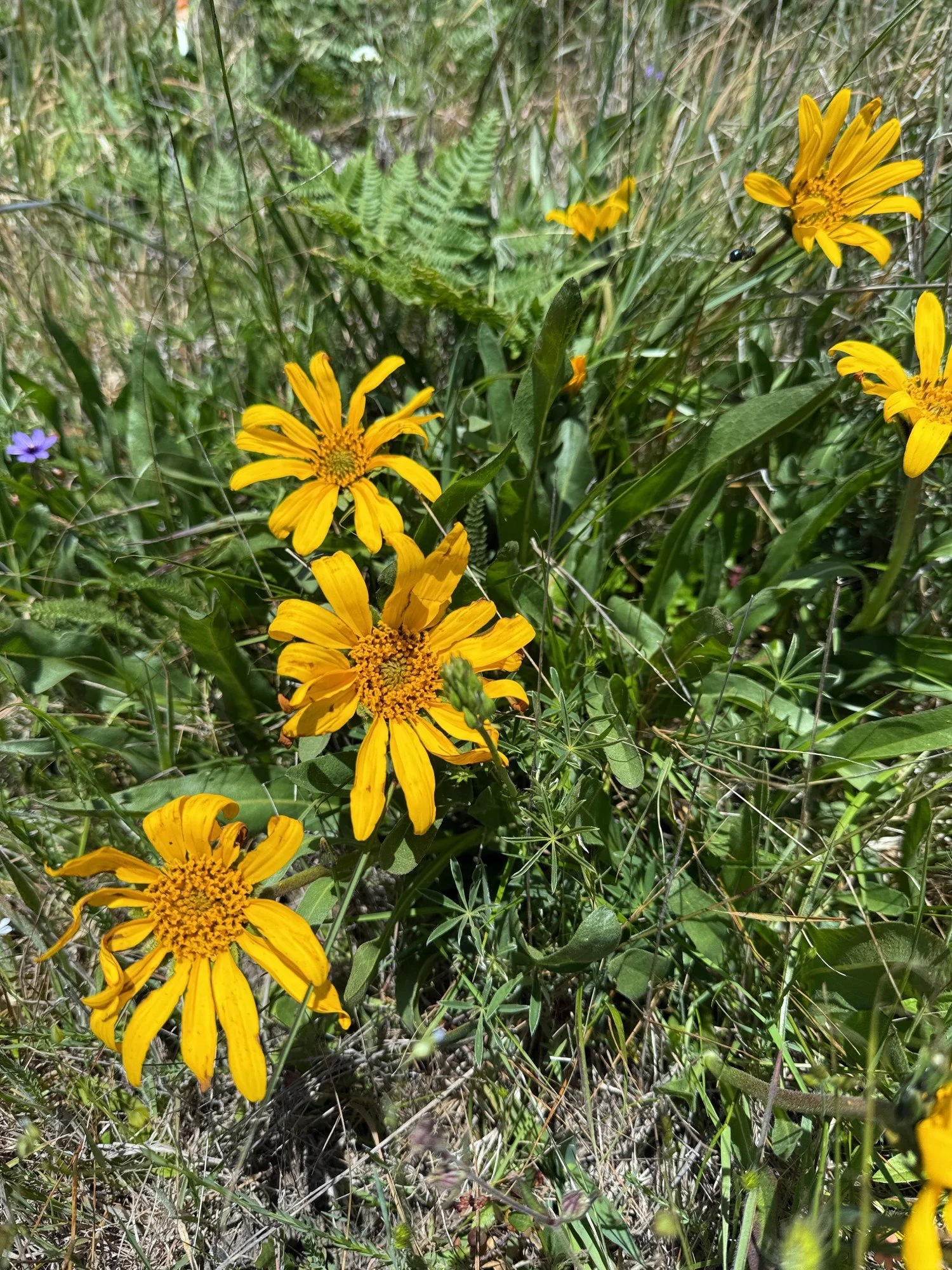 Narrowleaf Mule-Ears