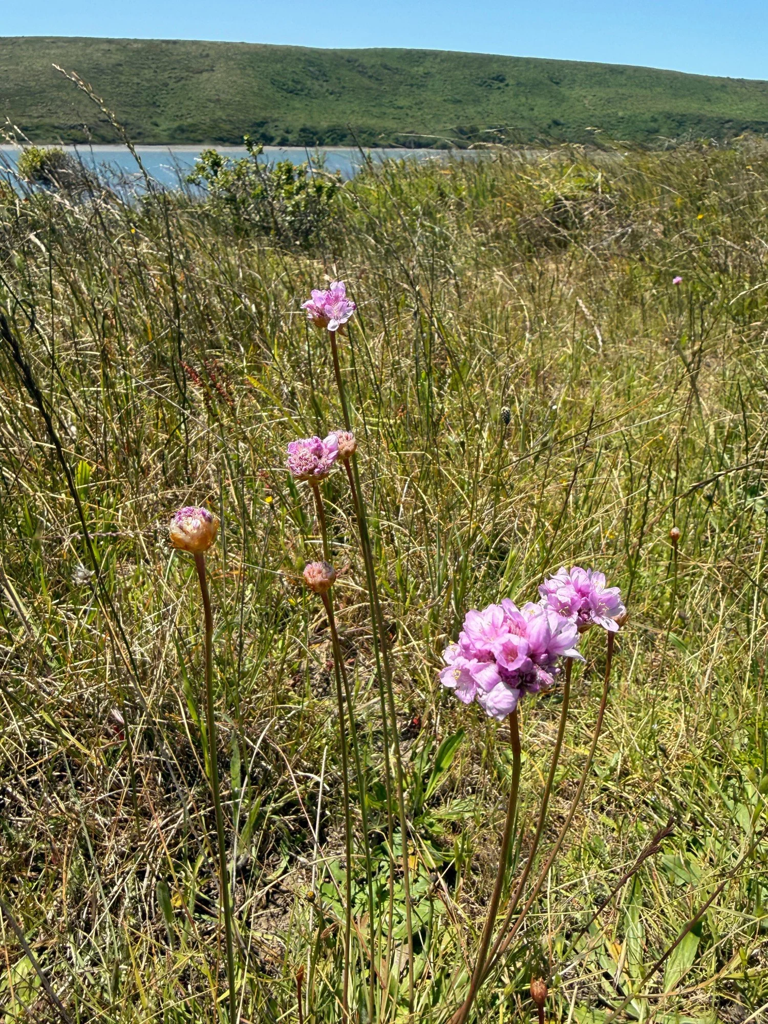 Sea Thrift