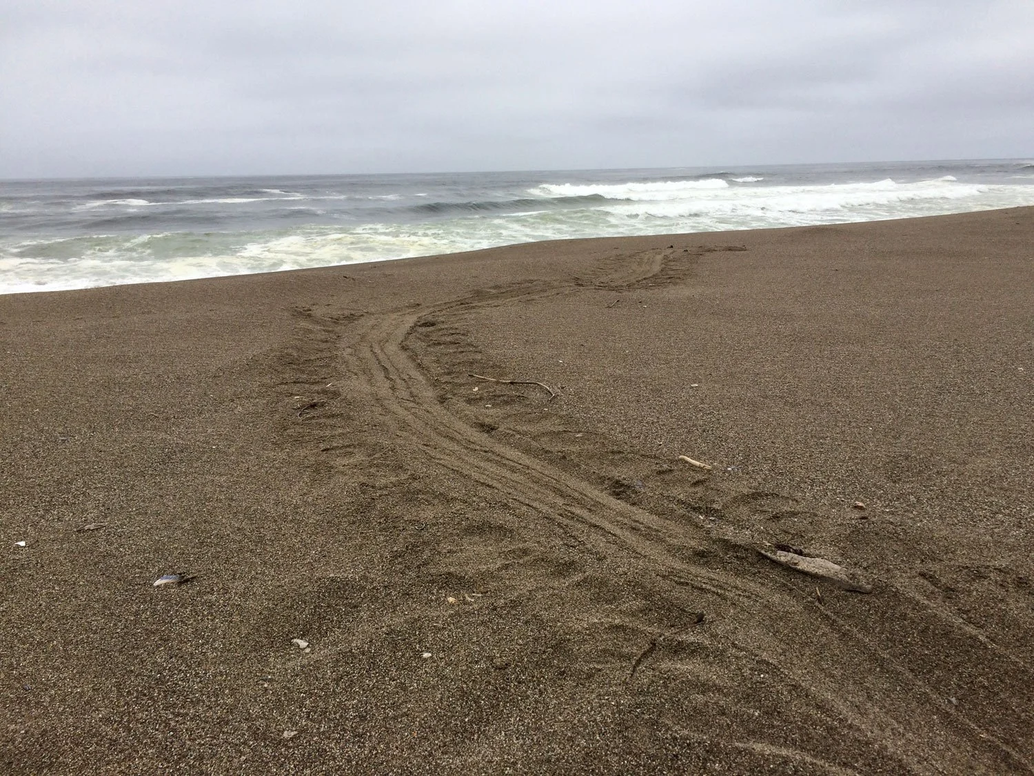 South Beach - elephant seal tracks