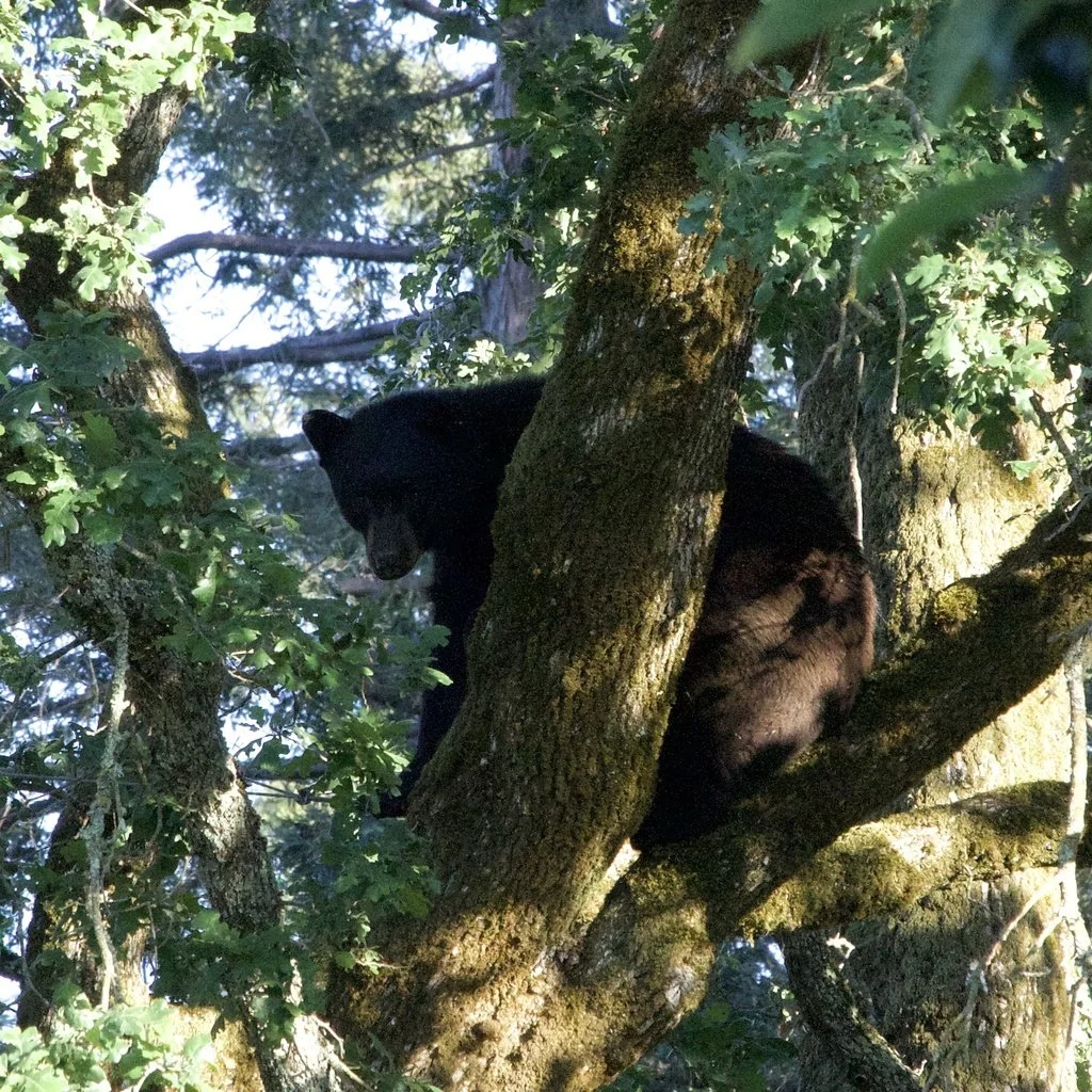 Looking for bears (and bear scat) in West Marin