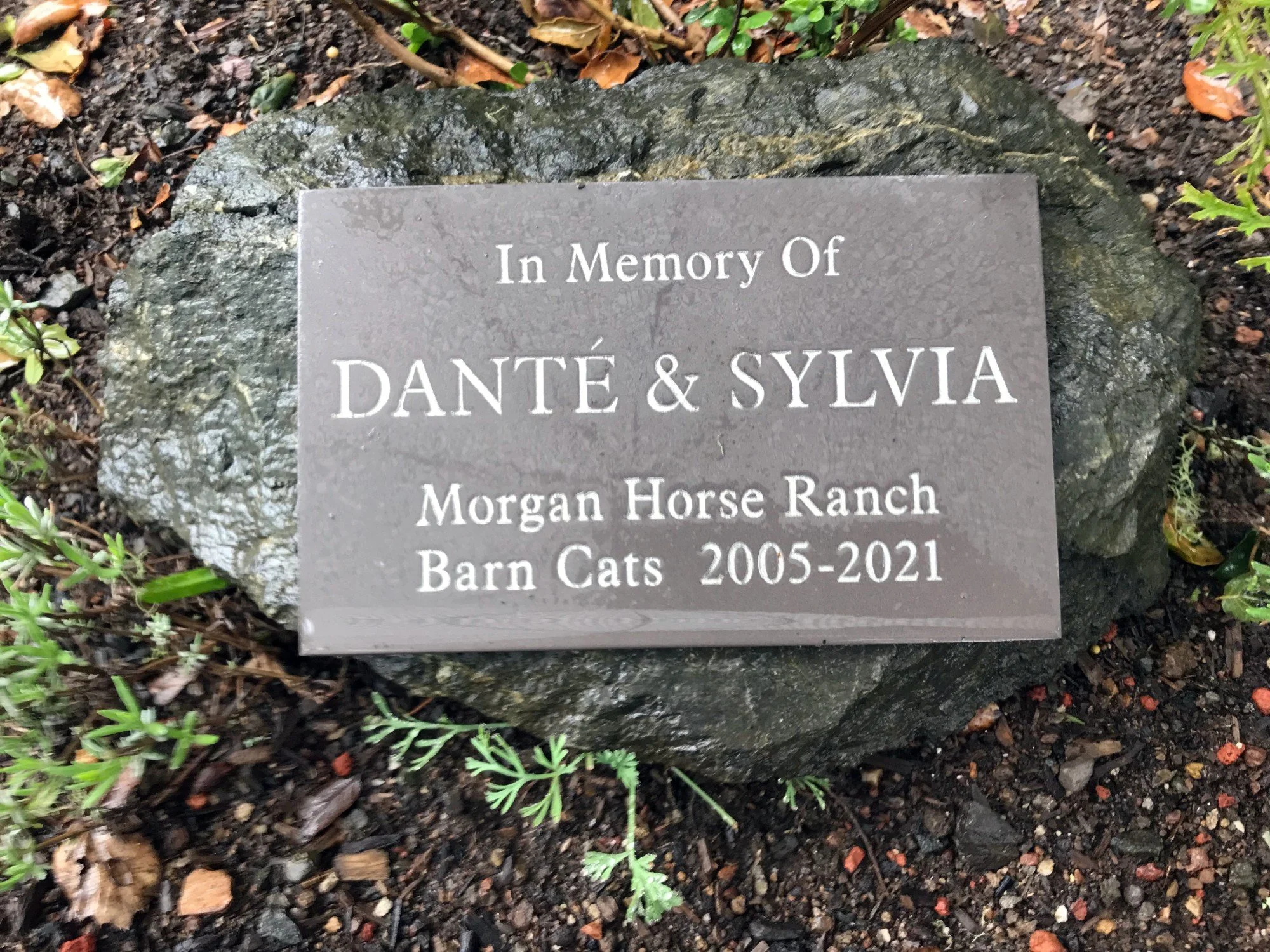 morgan-horse-ranch_IMG_2754_gravemarker-Dante-Sylvia.jpg