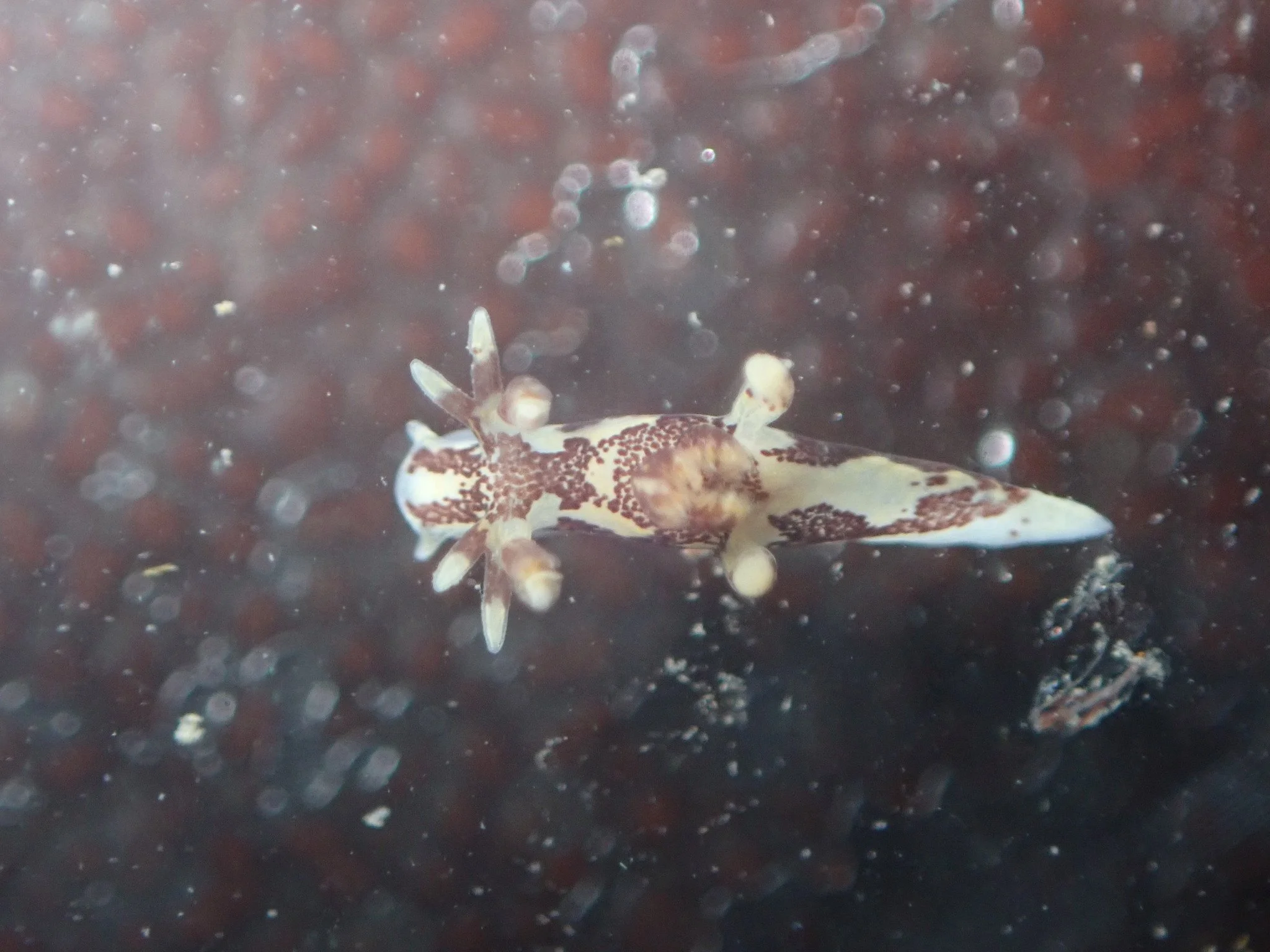 Freckled Ancula