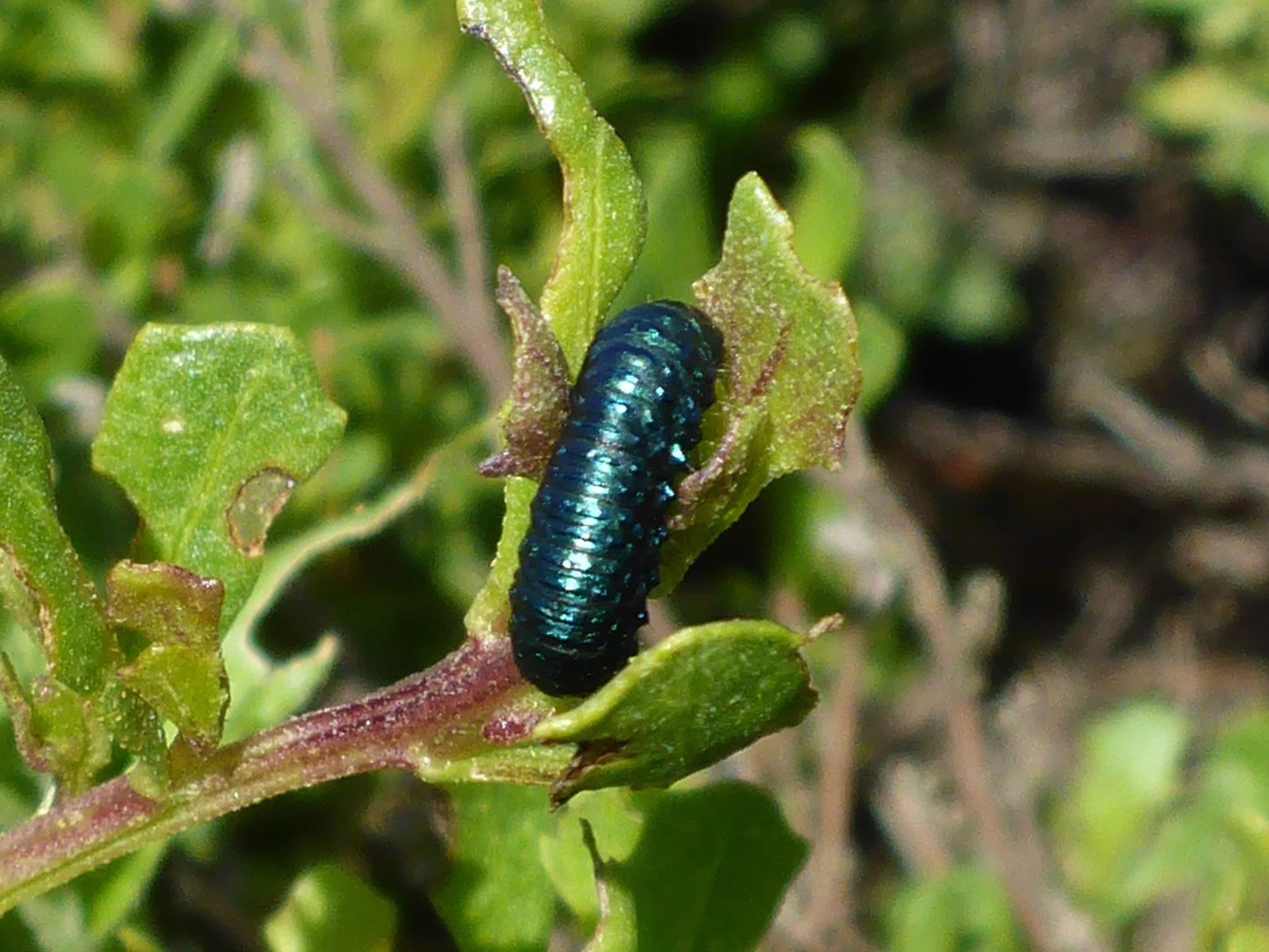 Coyote leaf beetle larvae (Lorri Gong)