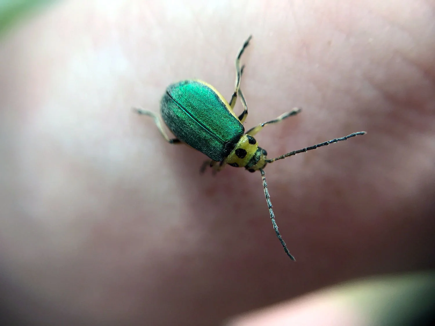 abbotts_IMG_8913_coyoteleafbeetle.jpg
