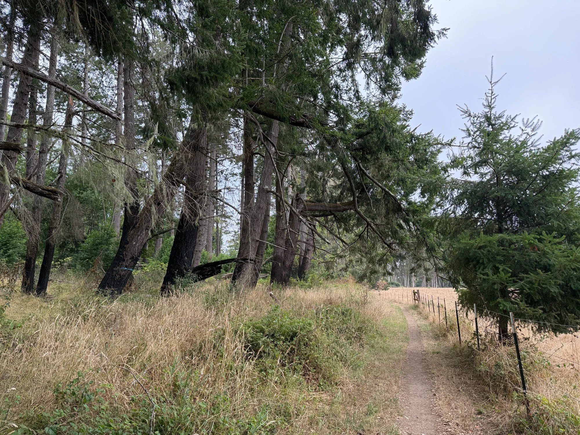 Morgan Trail behind horse paddocks