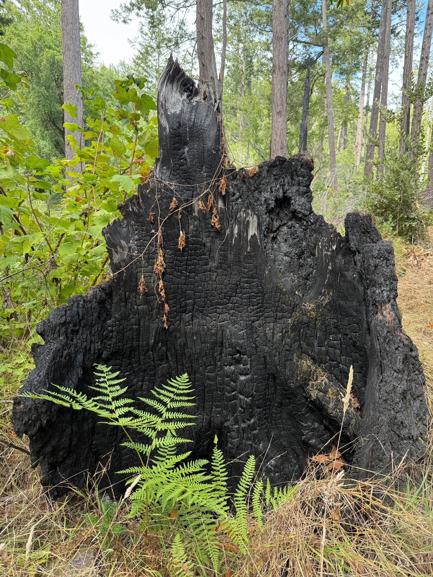 burnt stump on Horse Trail