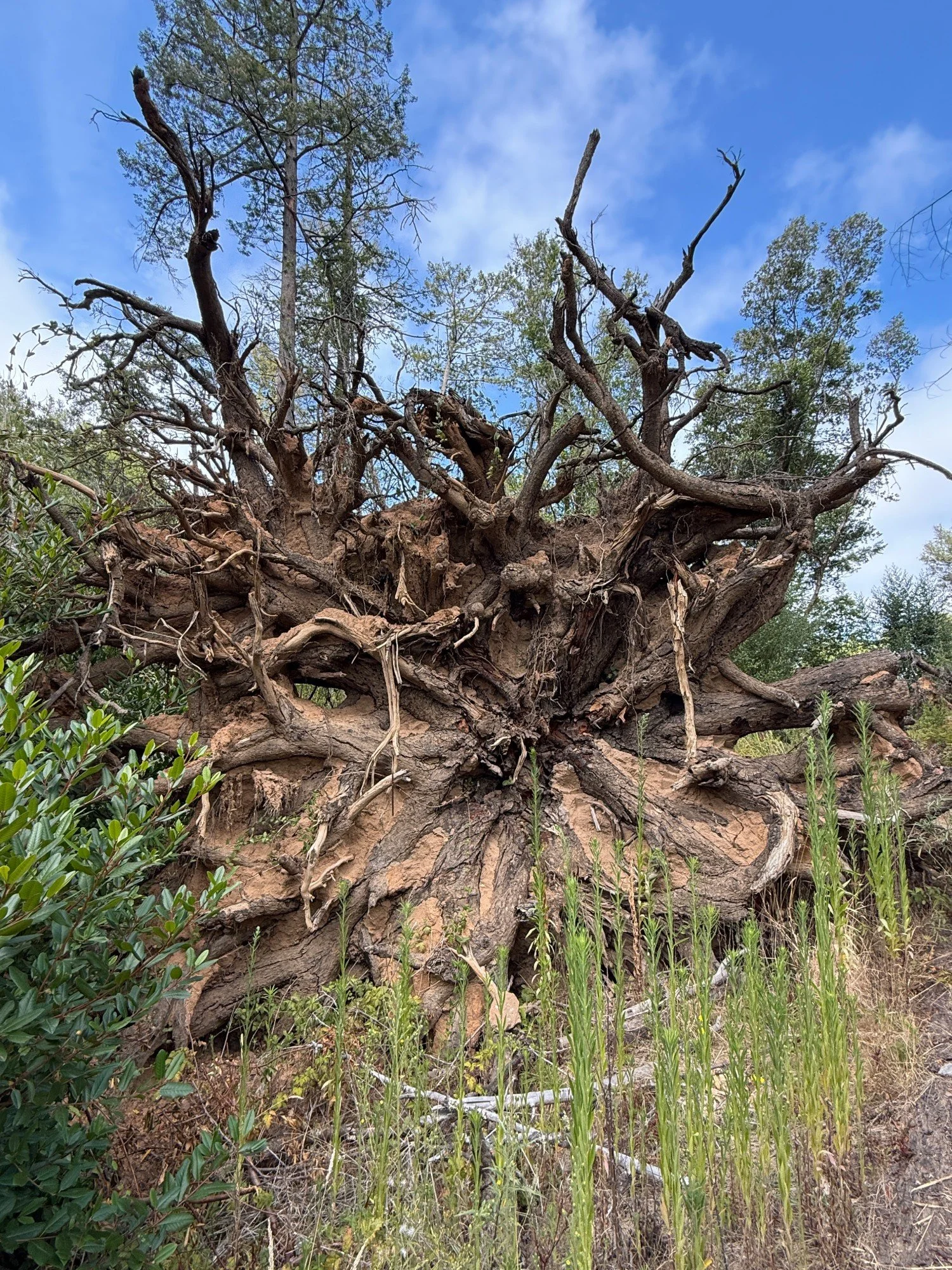 tree roots upended