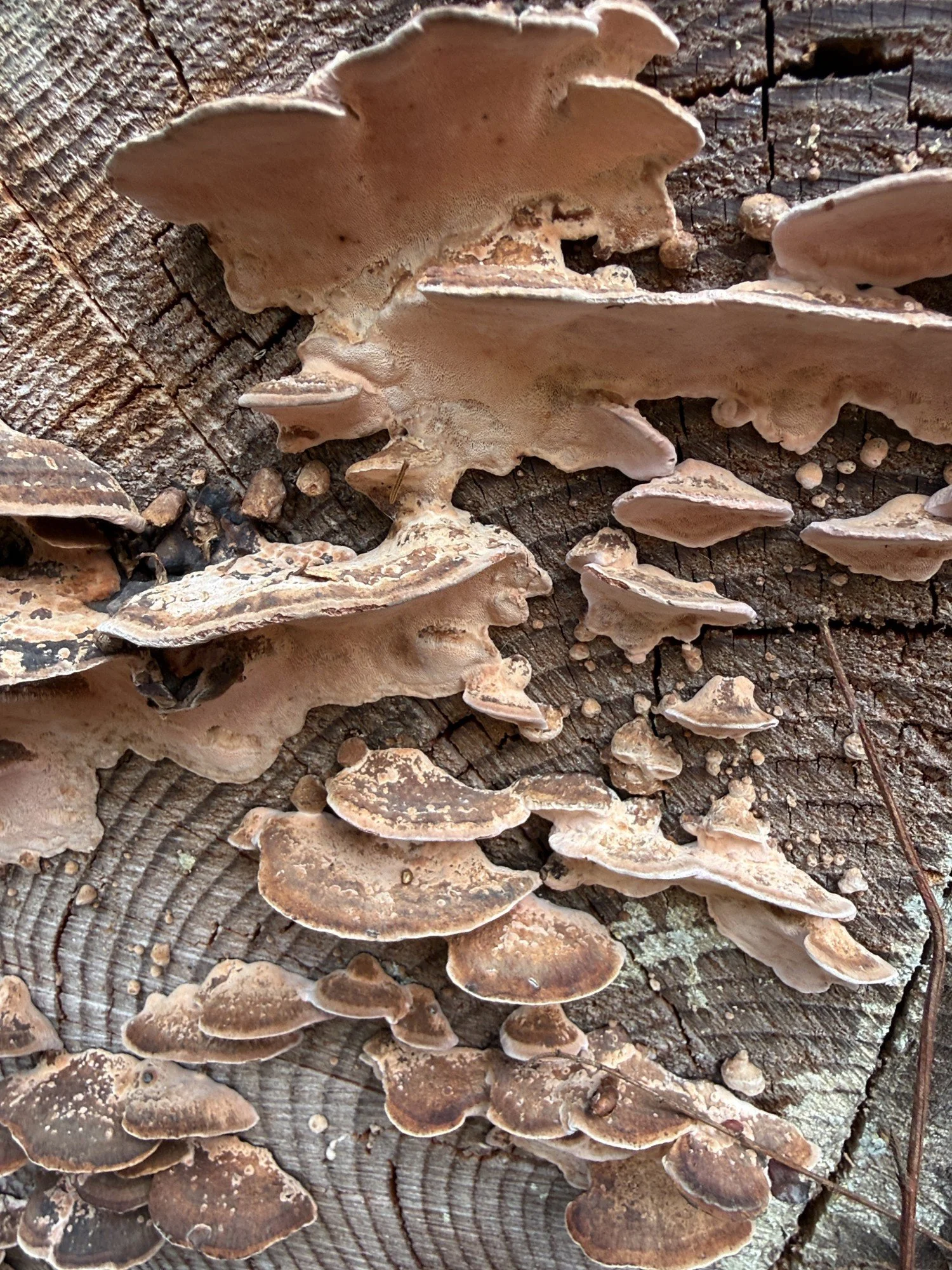 Rosy Conk on downed tree trunk