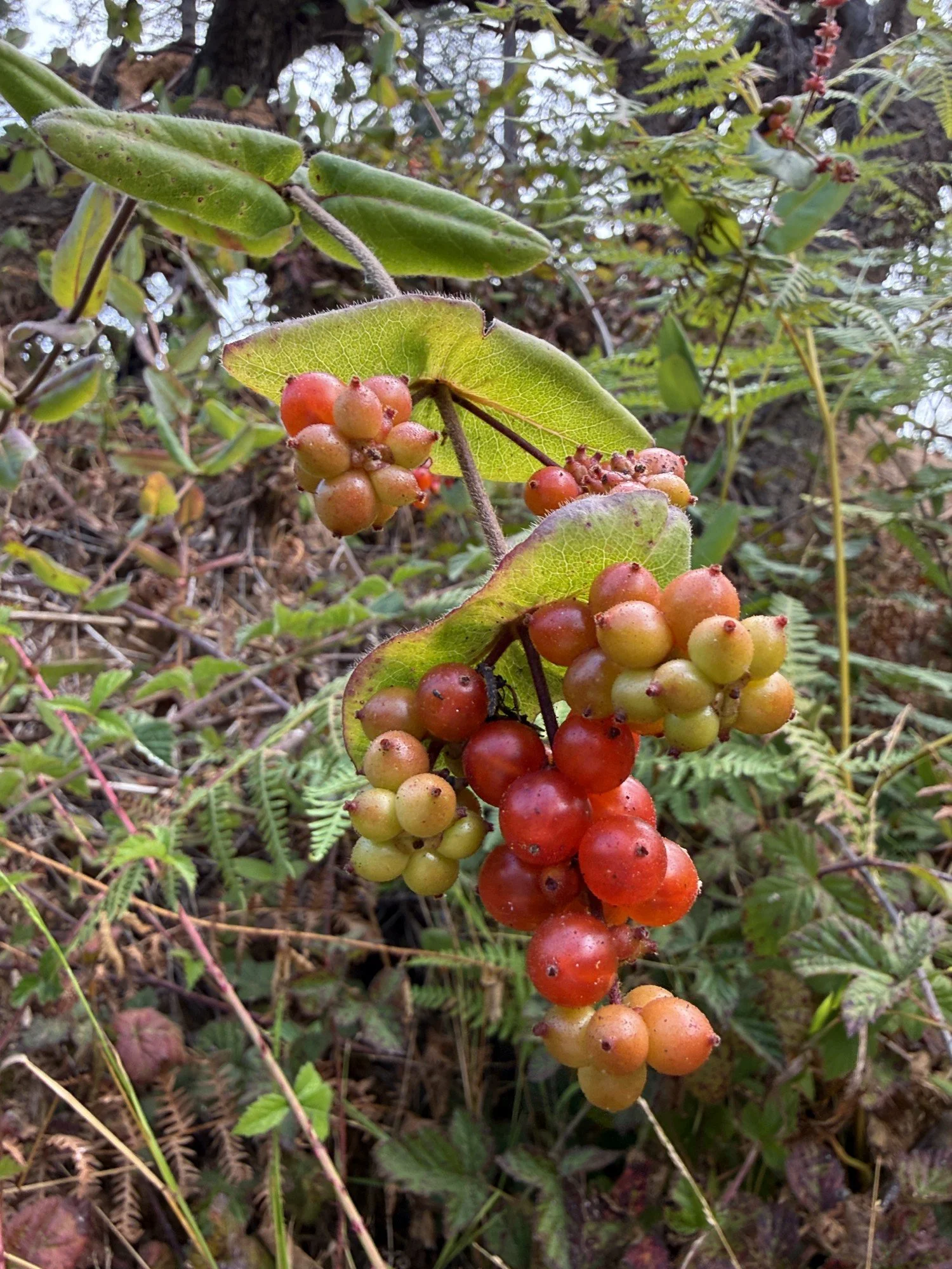 Pink Honeysuckle berries