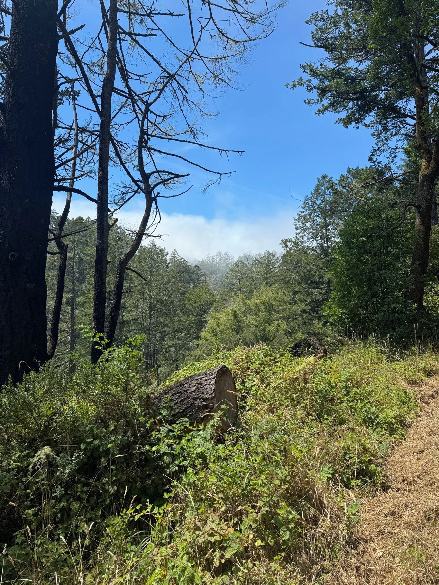 fog on the ridge line