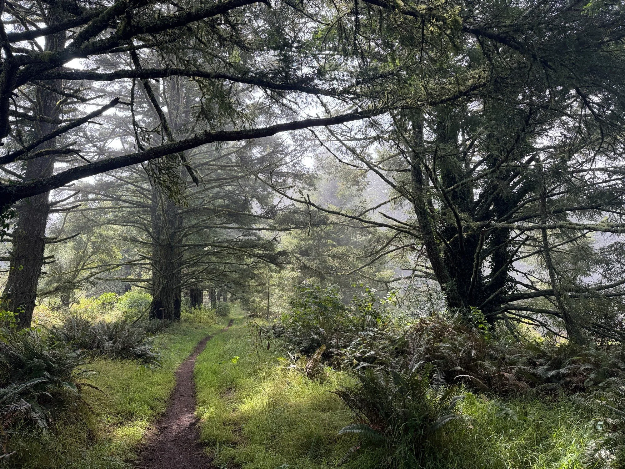 Wispy fog in the forest on Z Ranch Trail!