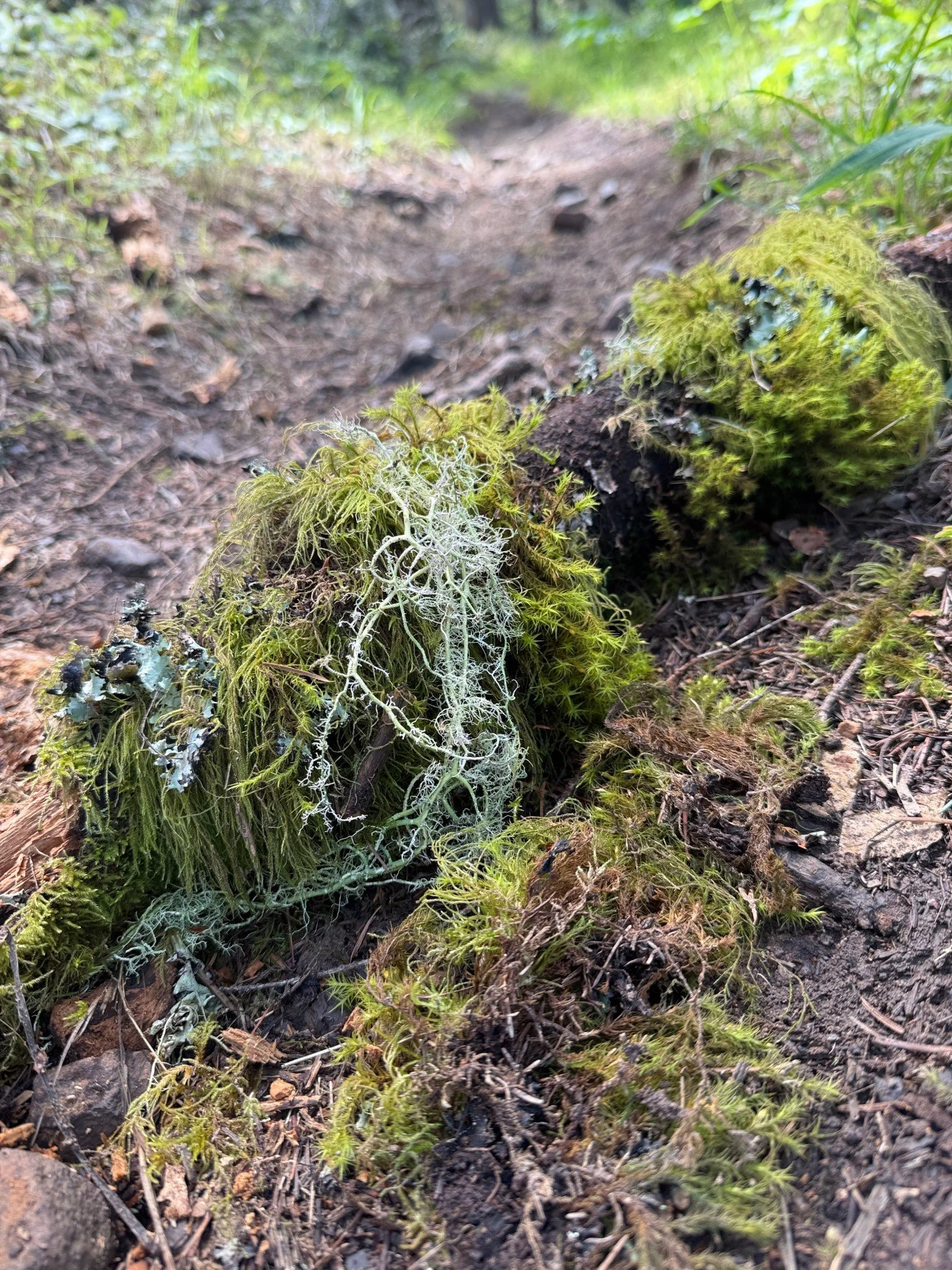 Z Ranch Trail