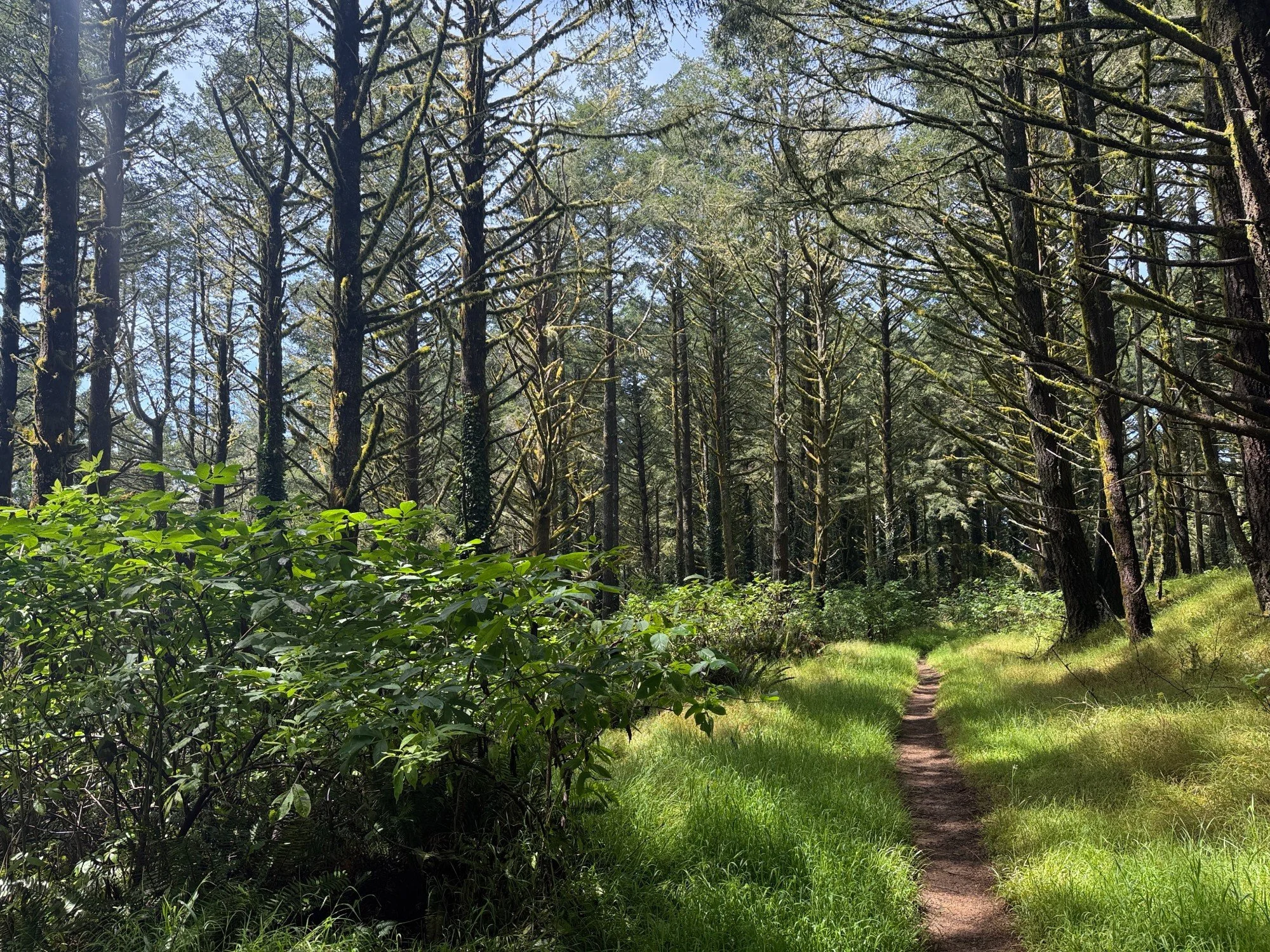 Z Ranch firs, red-berried elders, sword ferns