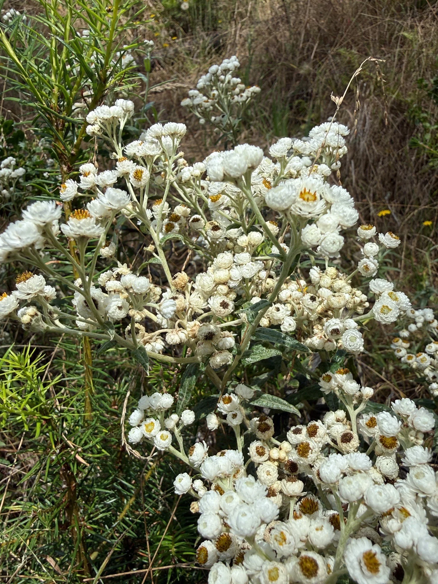 Dried Pearly-Everlasting flowers