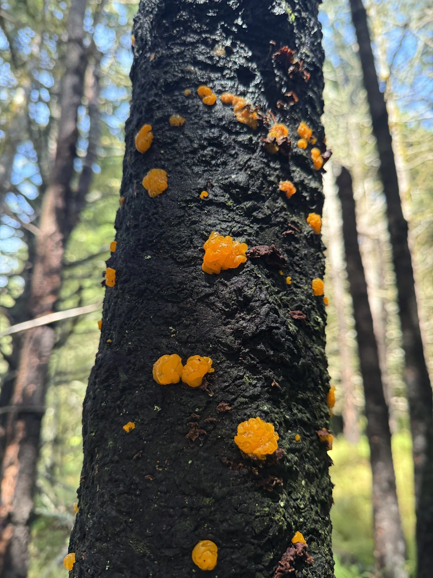 Orange jelly spot on a burned trunk