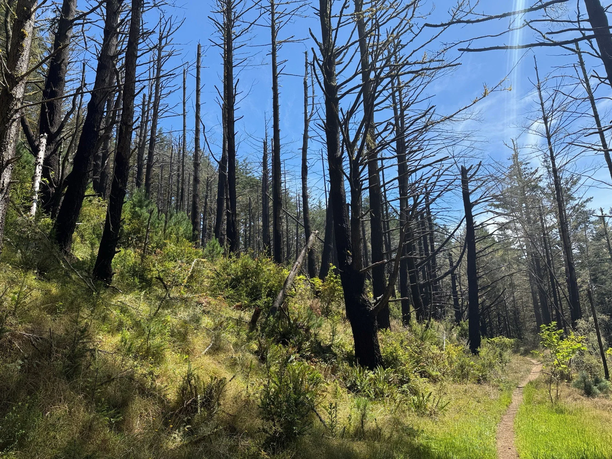 Burned trees on Z Ranch Trail