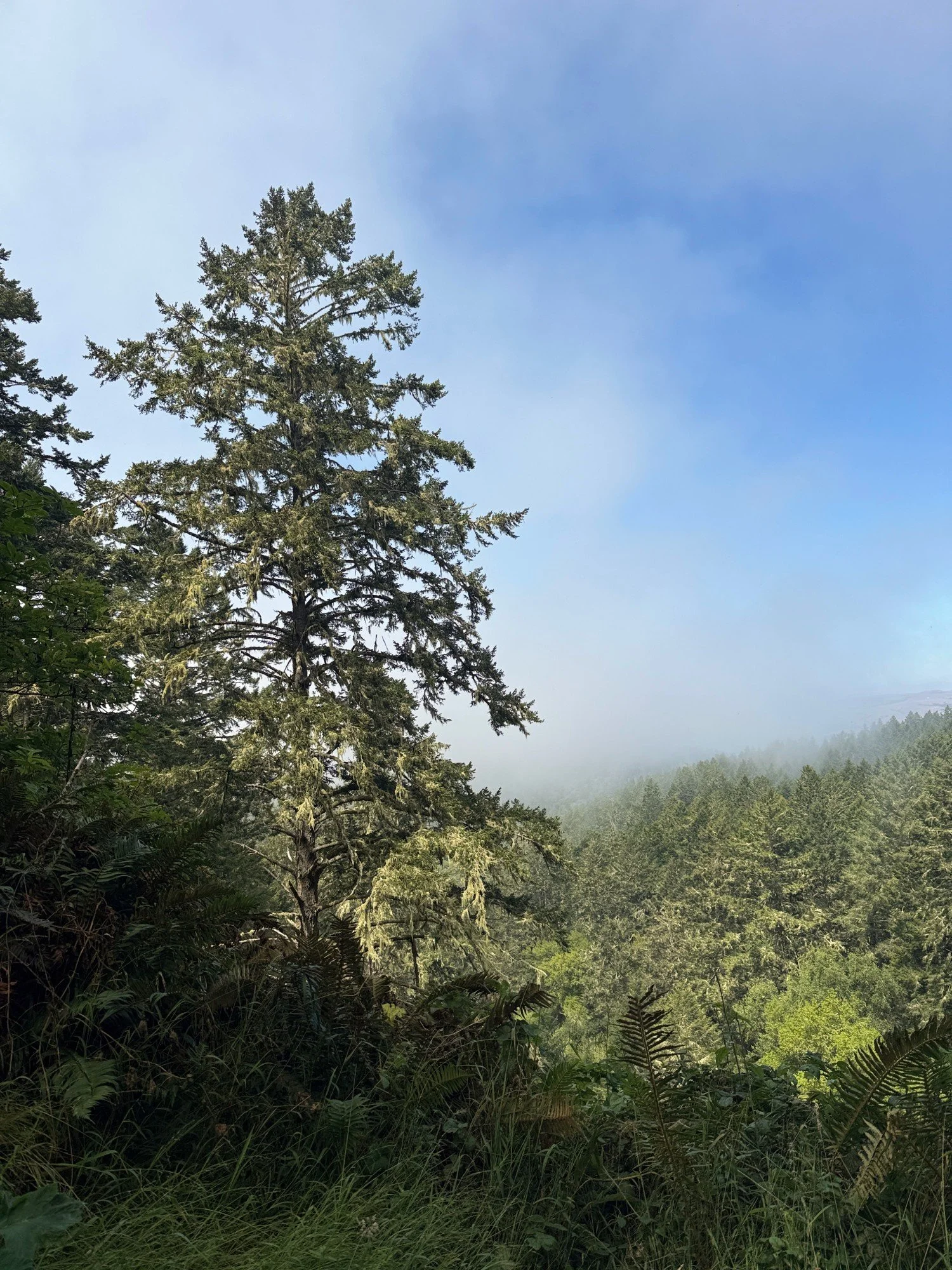 Fog comparison fir tree on the left