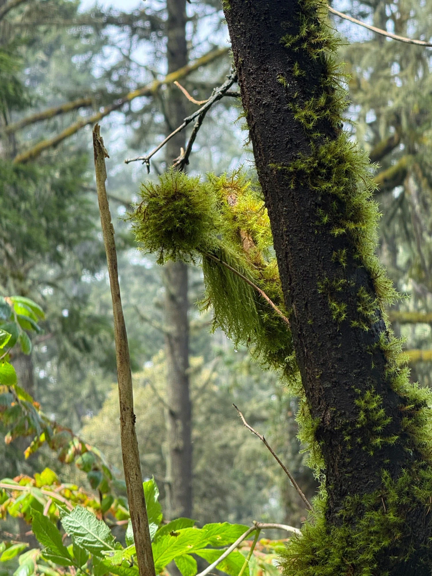 mossy "lollipop"