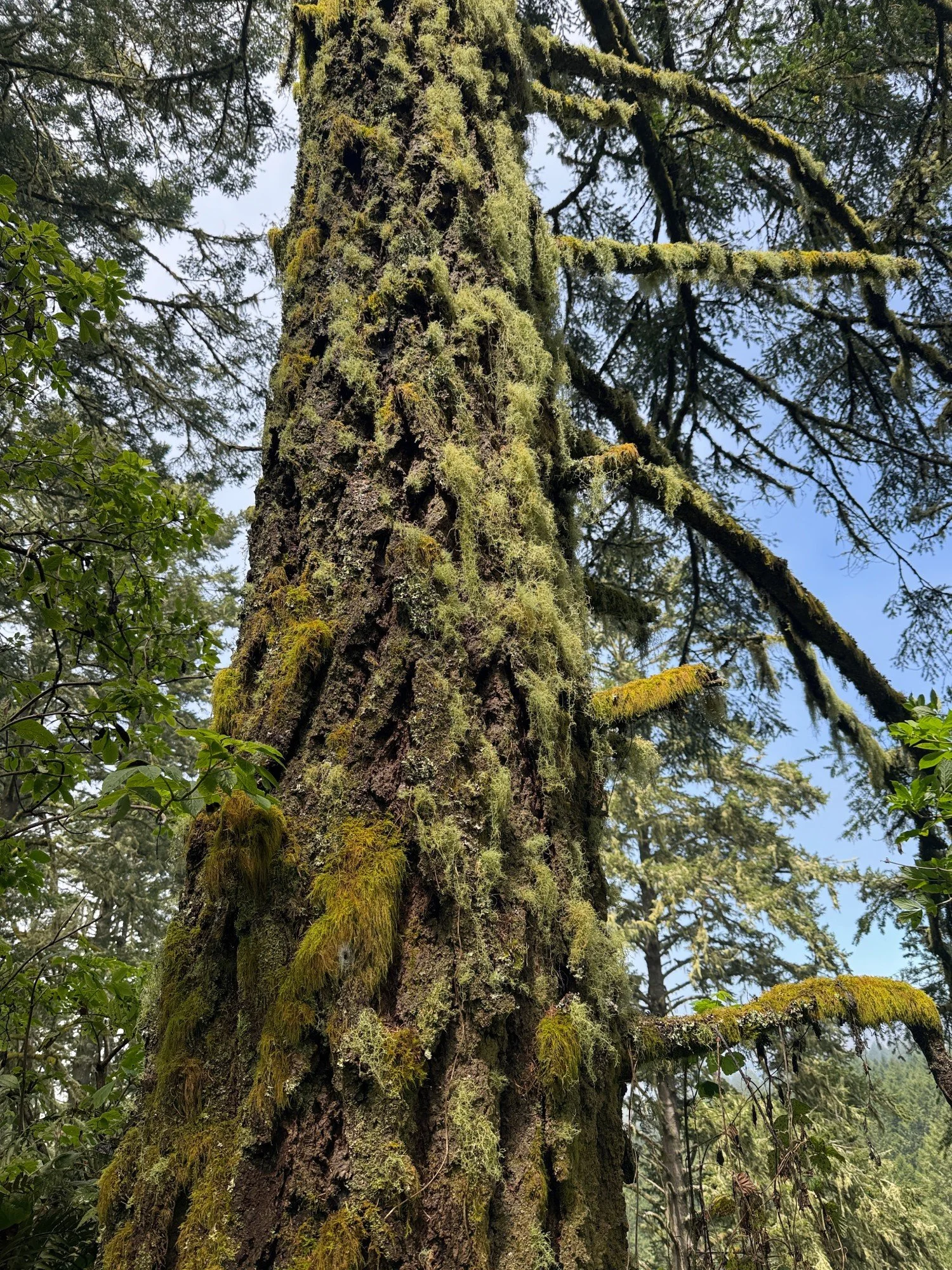 Patchwork of colorful lichens
