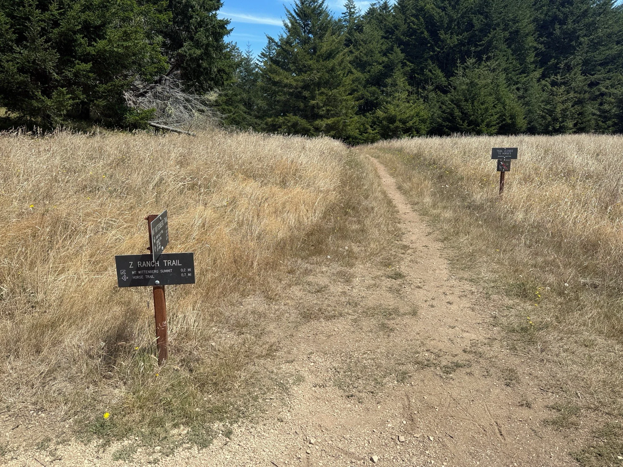 Meadow at the top of Mt Wittenberg Trail