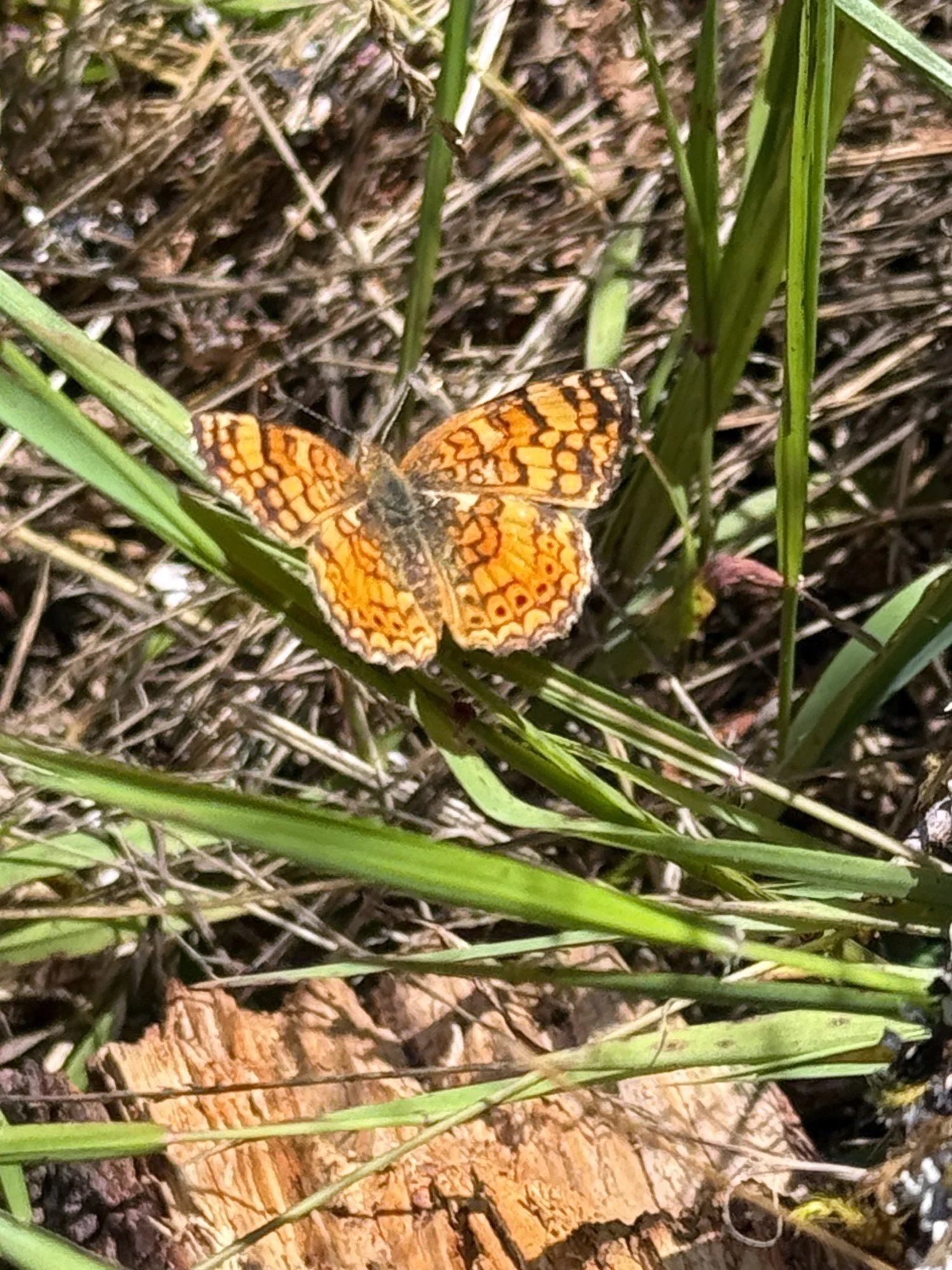 Mylitta Crescent butterfly