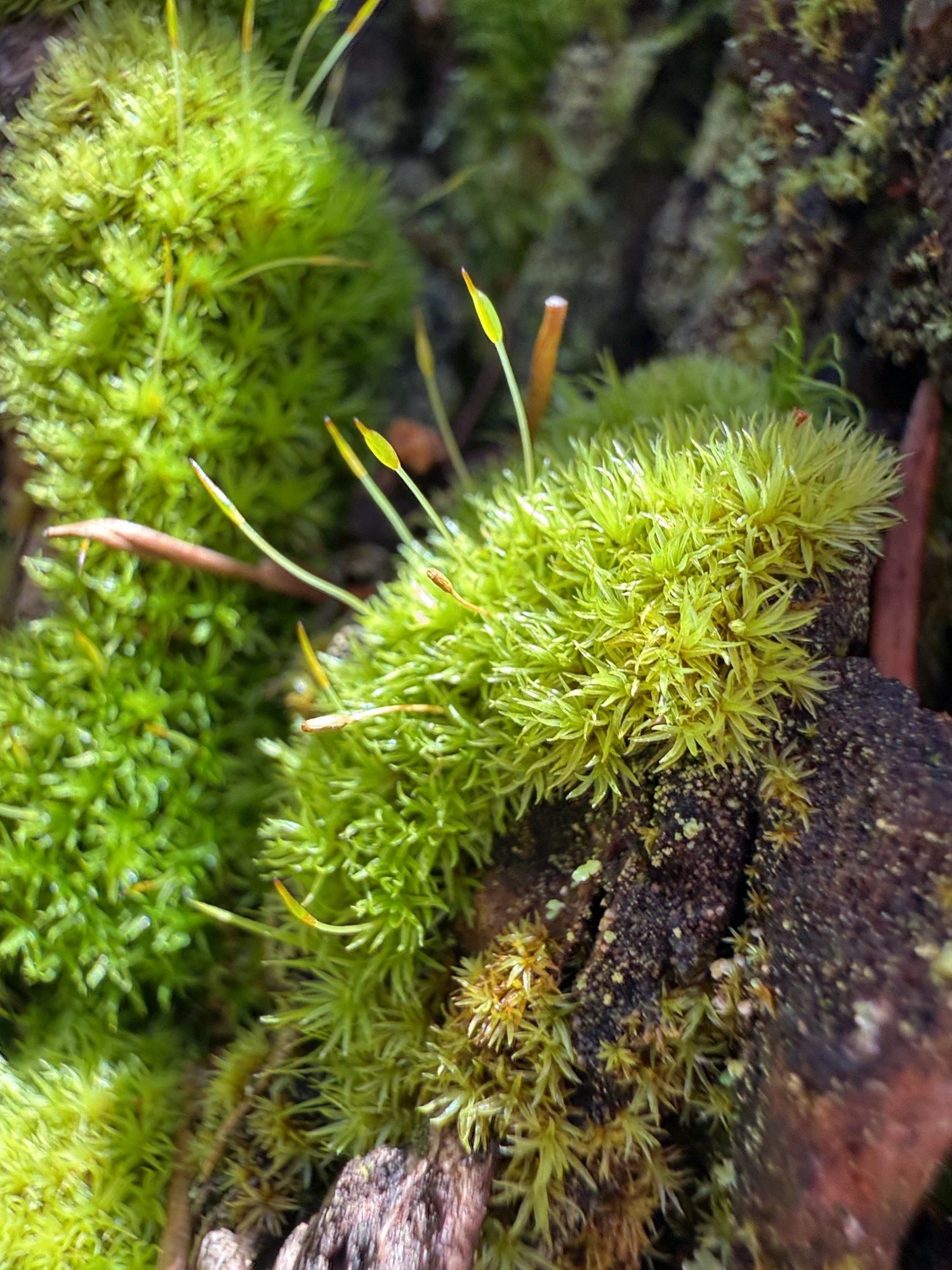 Moss on fir trunks