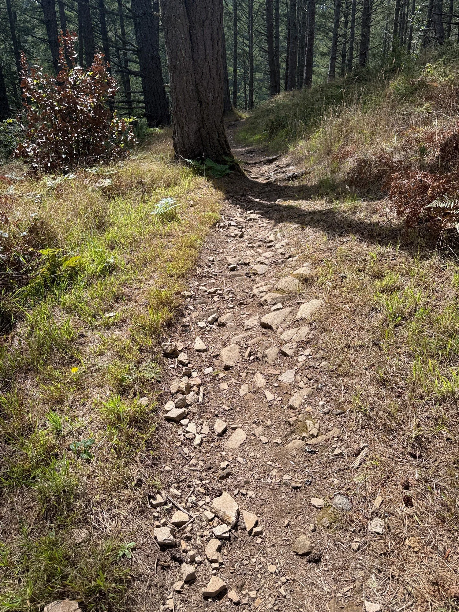 rocky path on Mt Wittenberg Trail