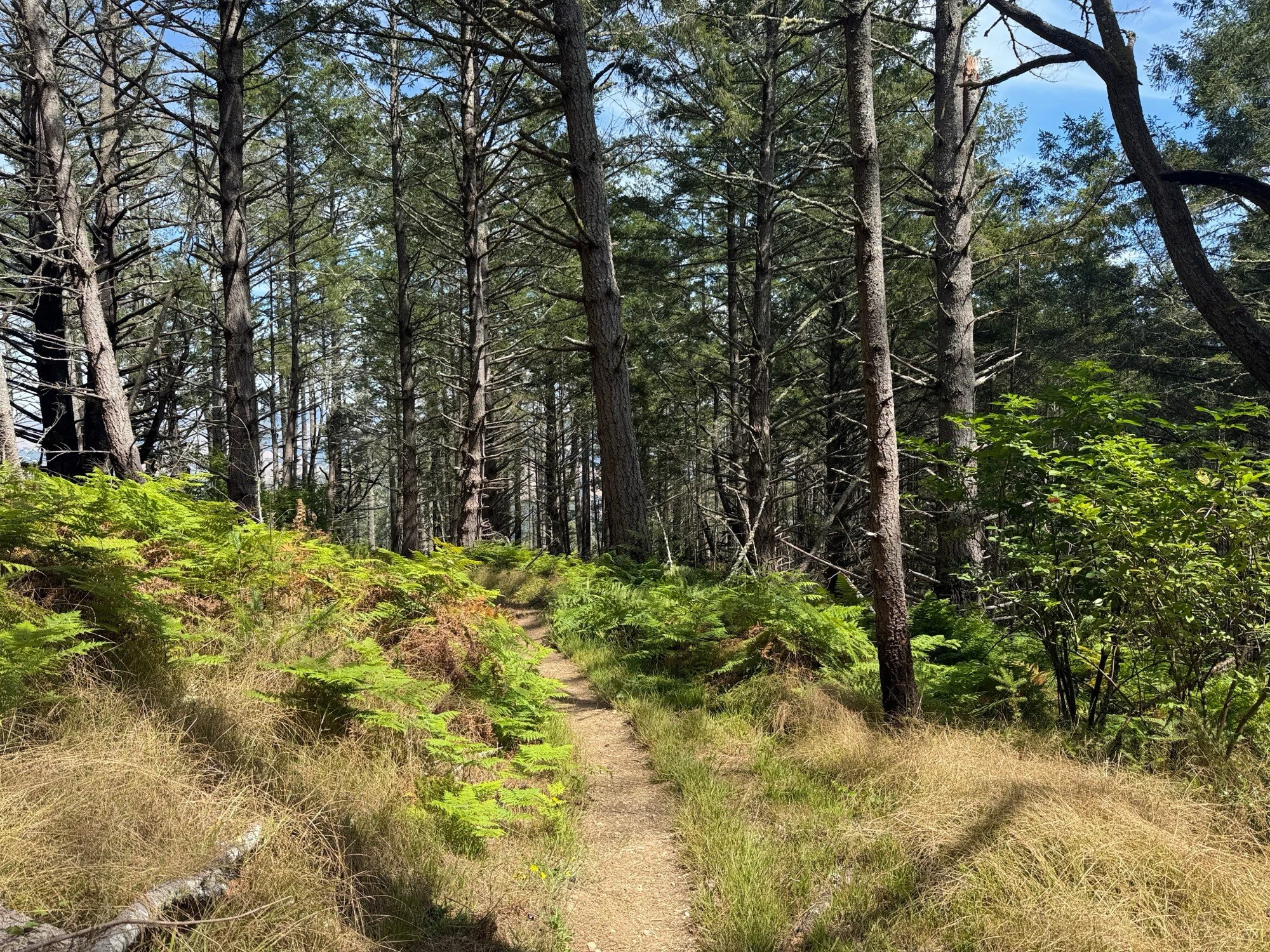 Mt Wittenberg Trail