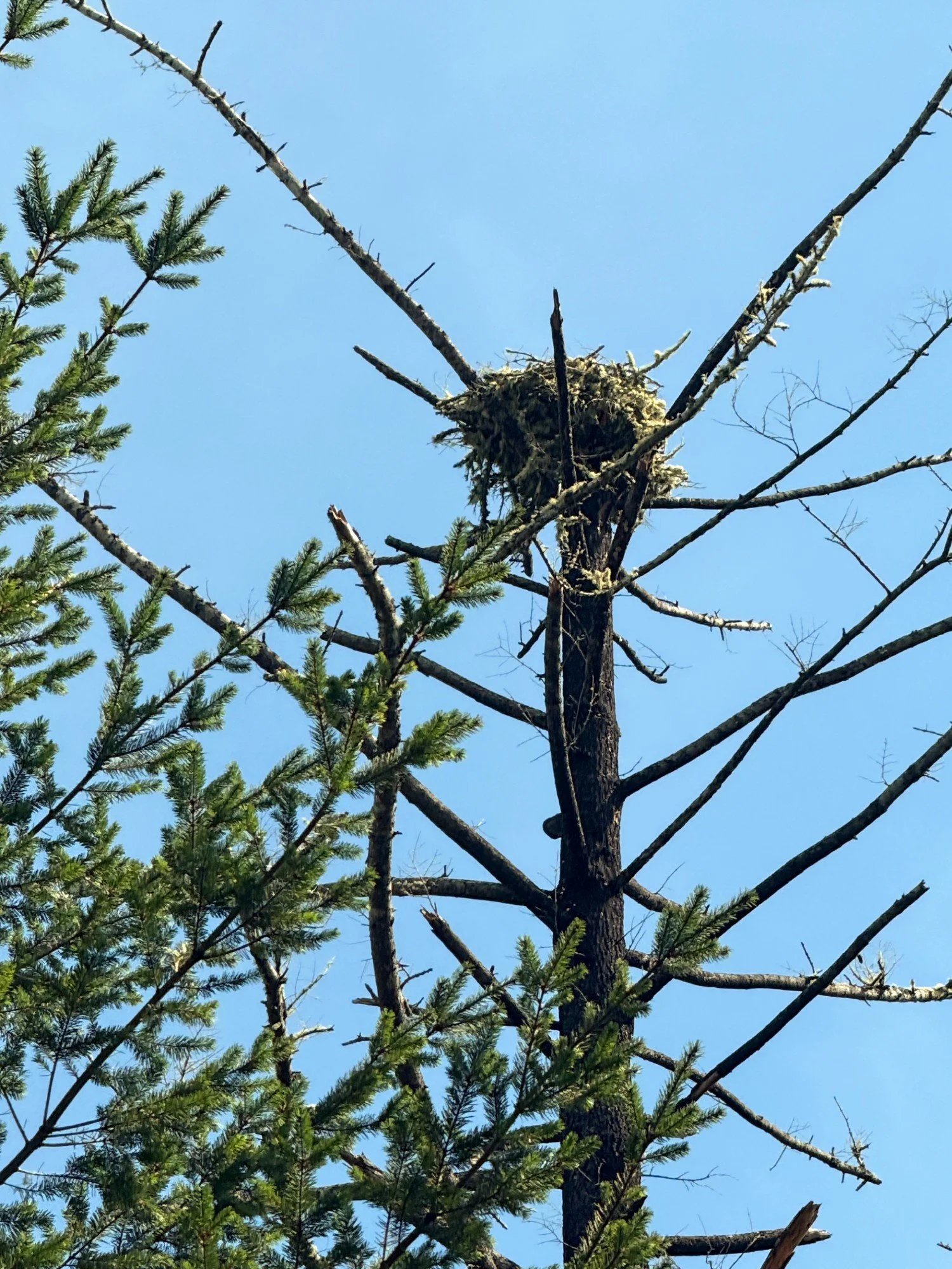 Osprey nest (closeup) Mt Wittenberg Trail