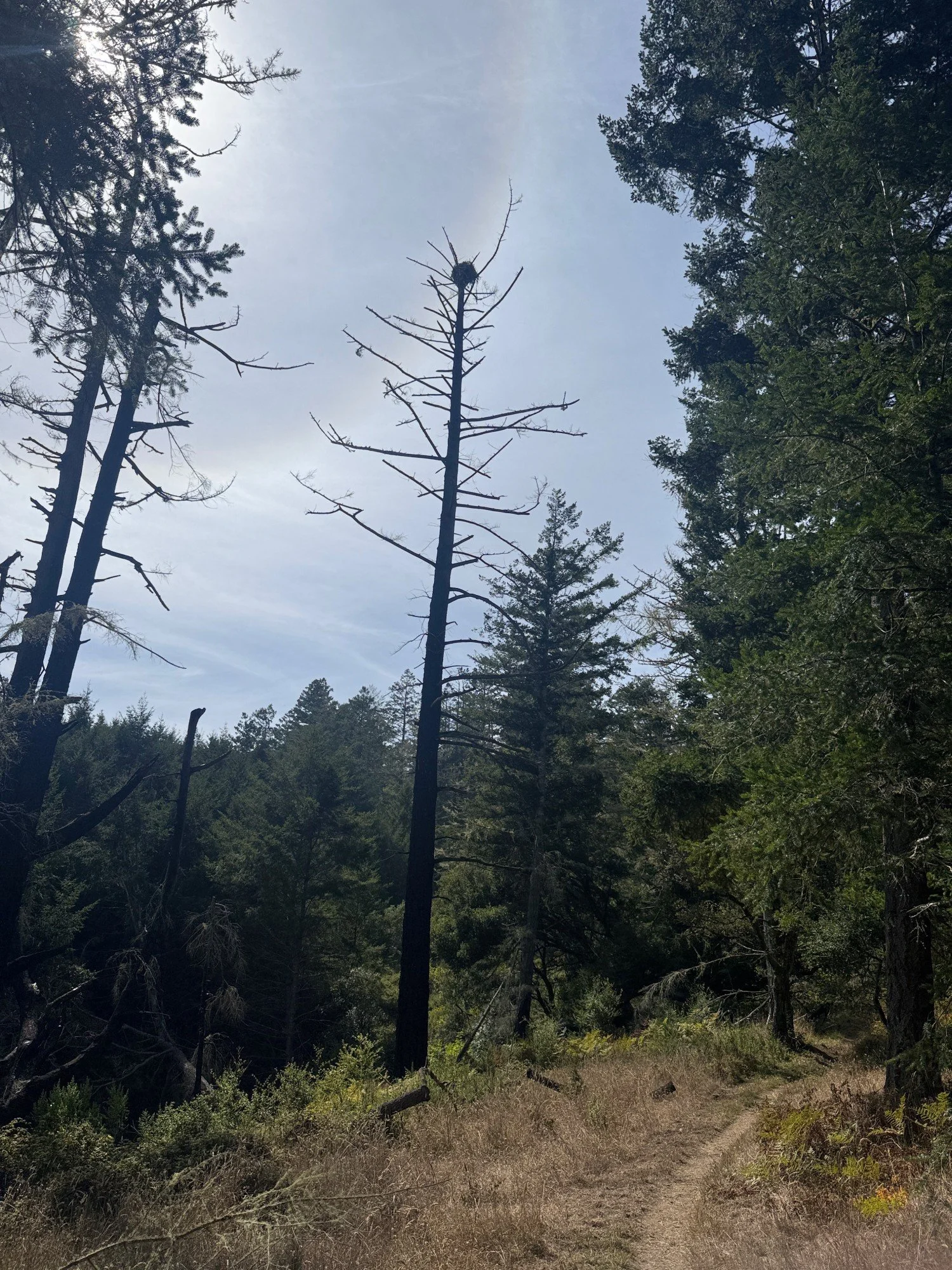Osprey nest at the top of a snag