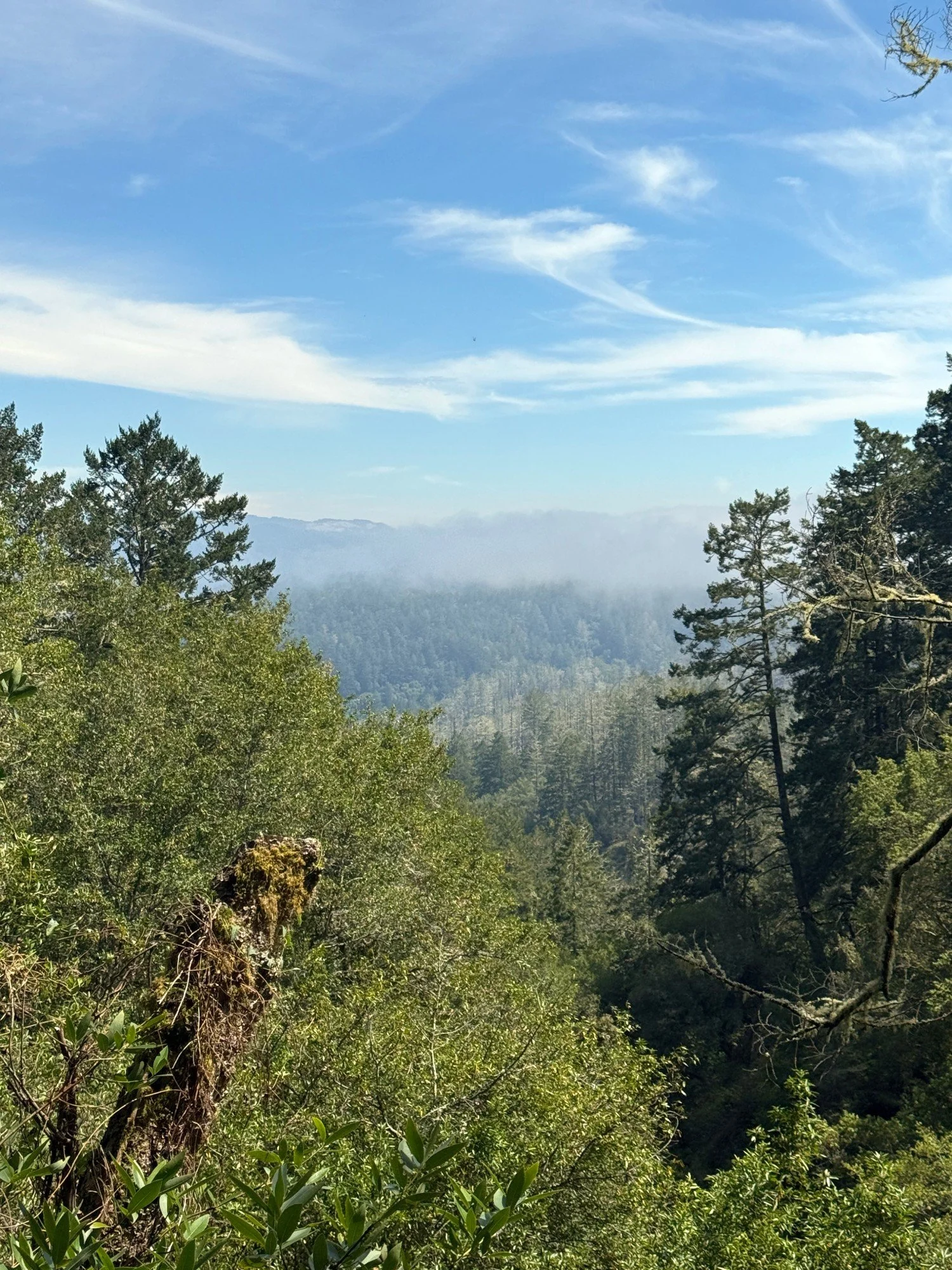 views from Mt Wittenberg Trail