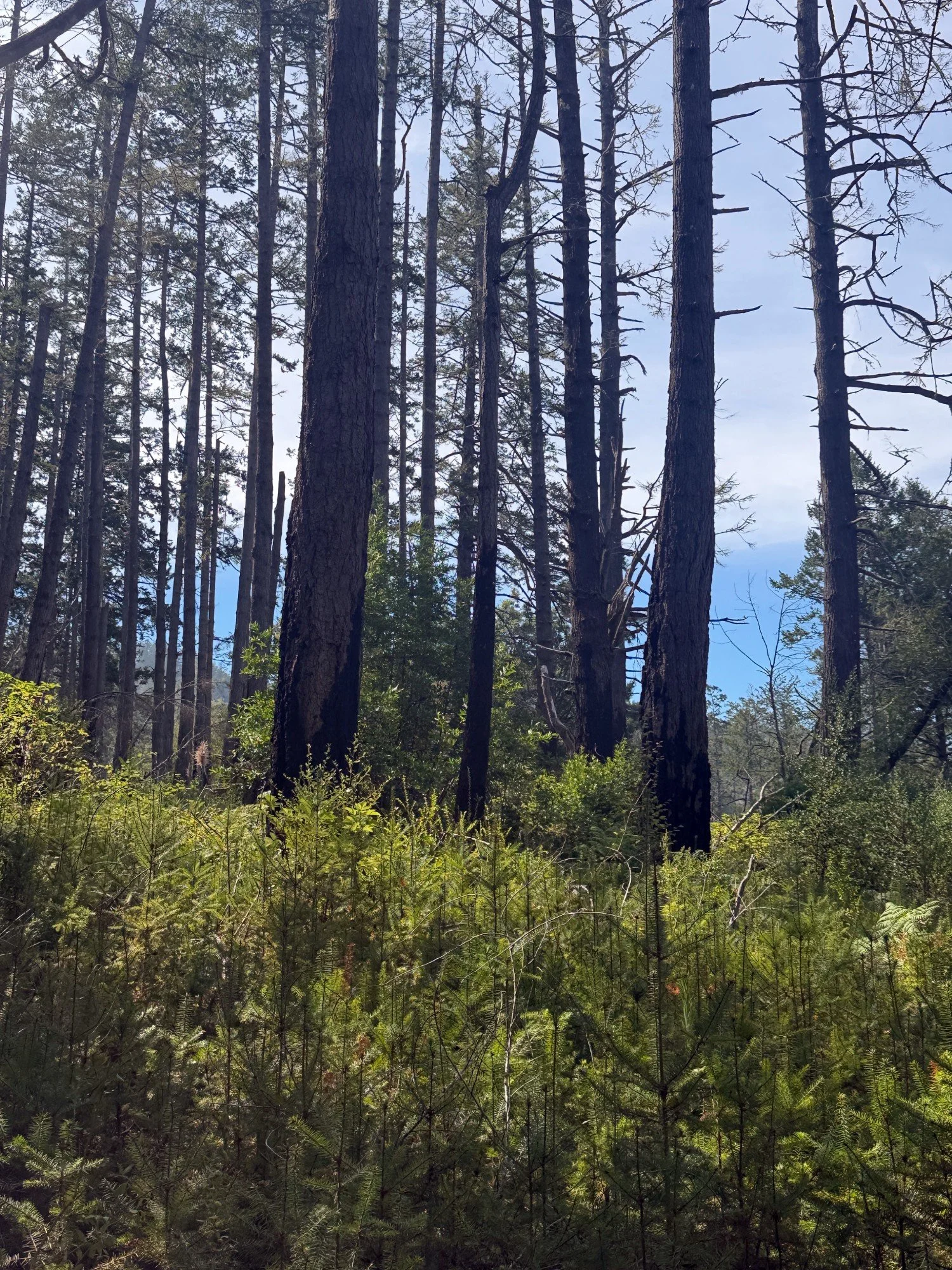 new fir trees emerging in the burnt forest
