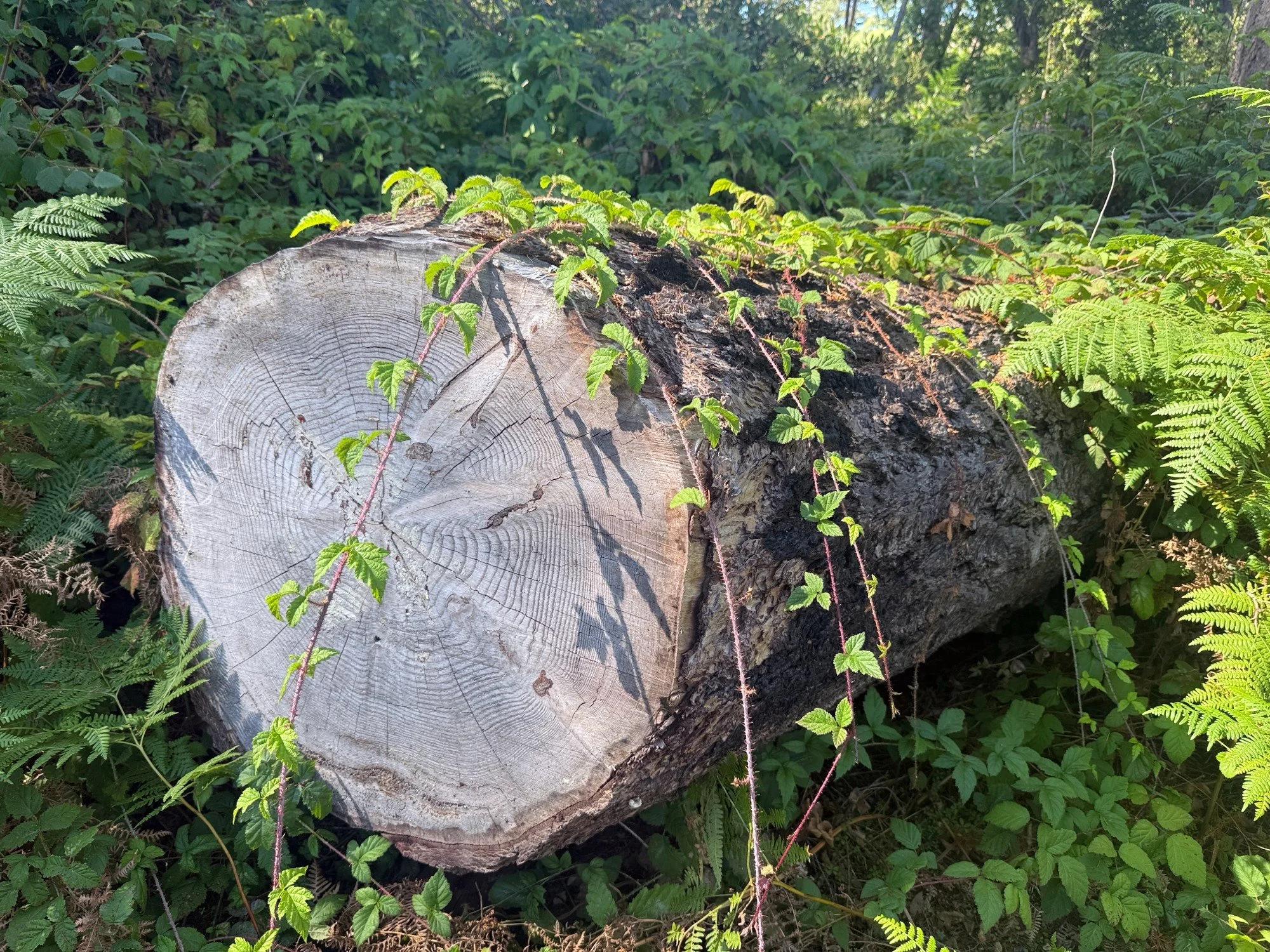 blackberry vines trailing over a fallen trunk