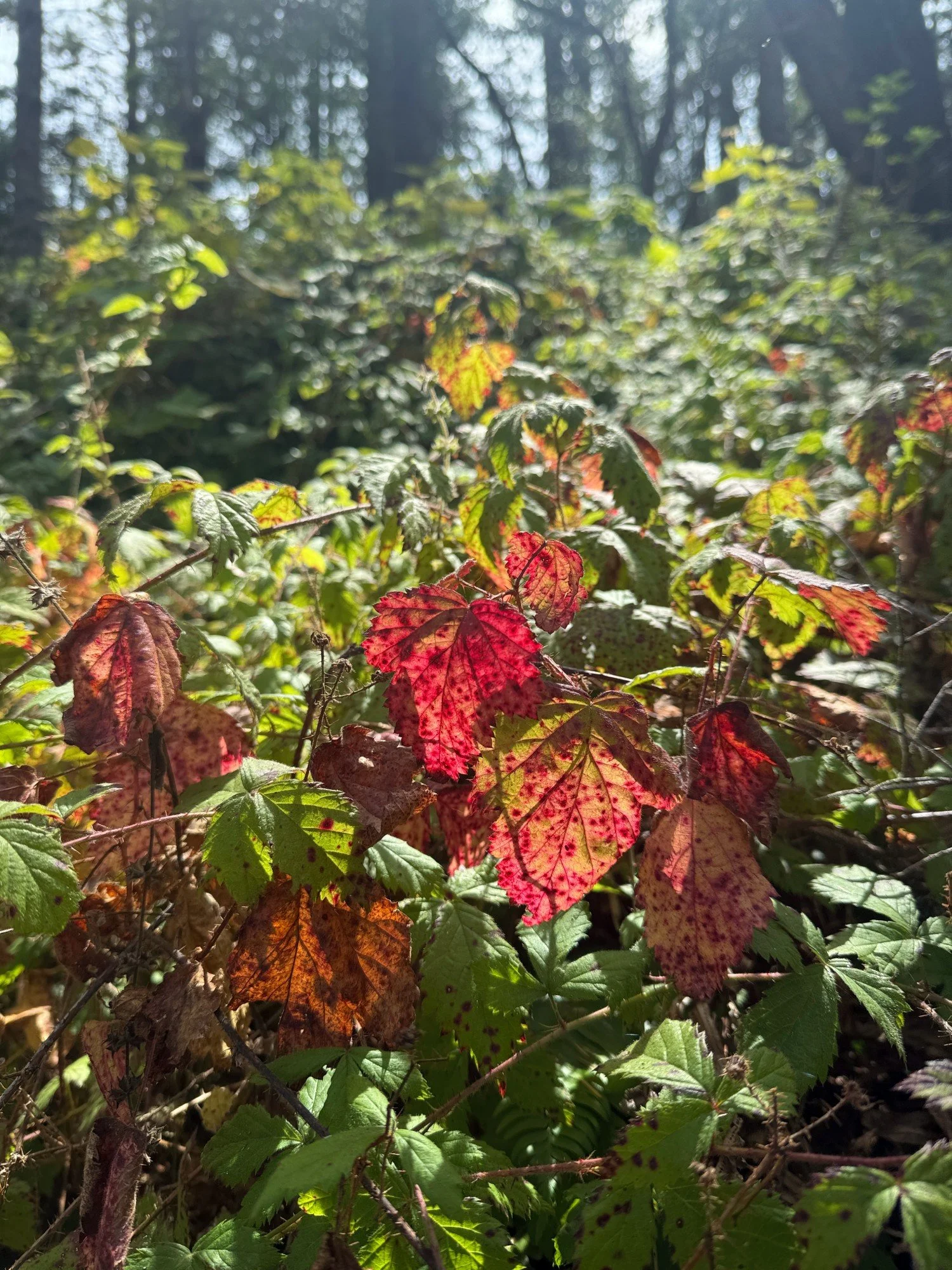 Blackberry leaves turning red in late summer