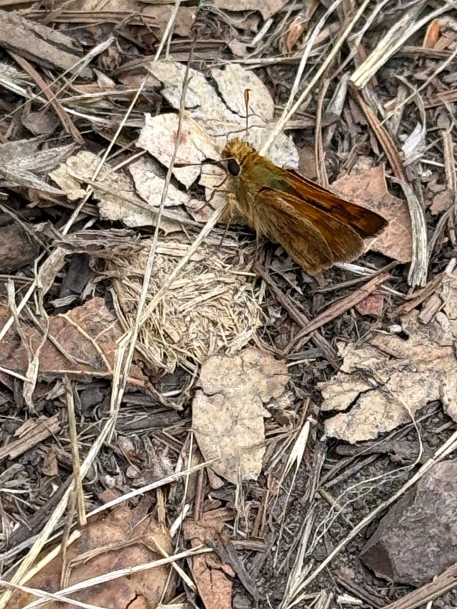 Woodland Skipper on the Morgan Trail