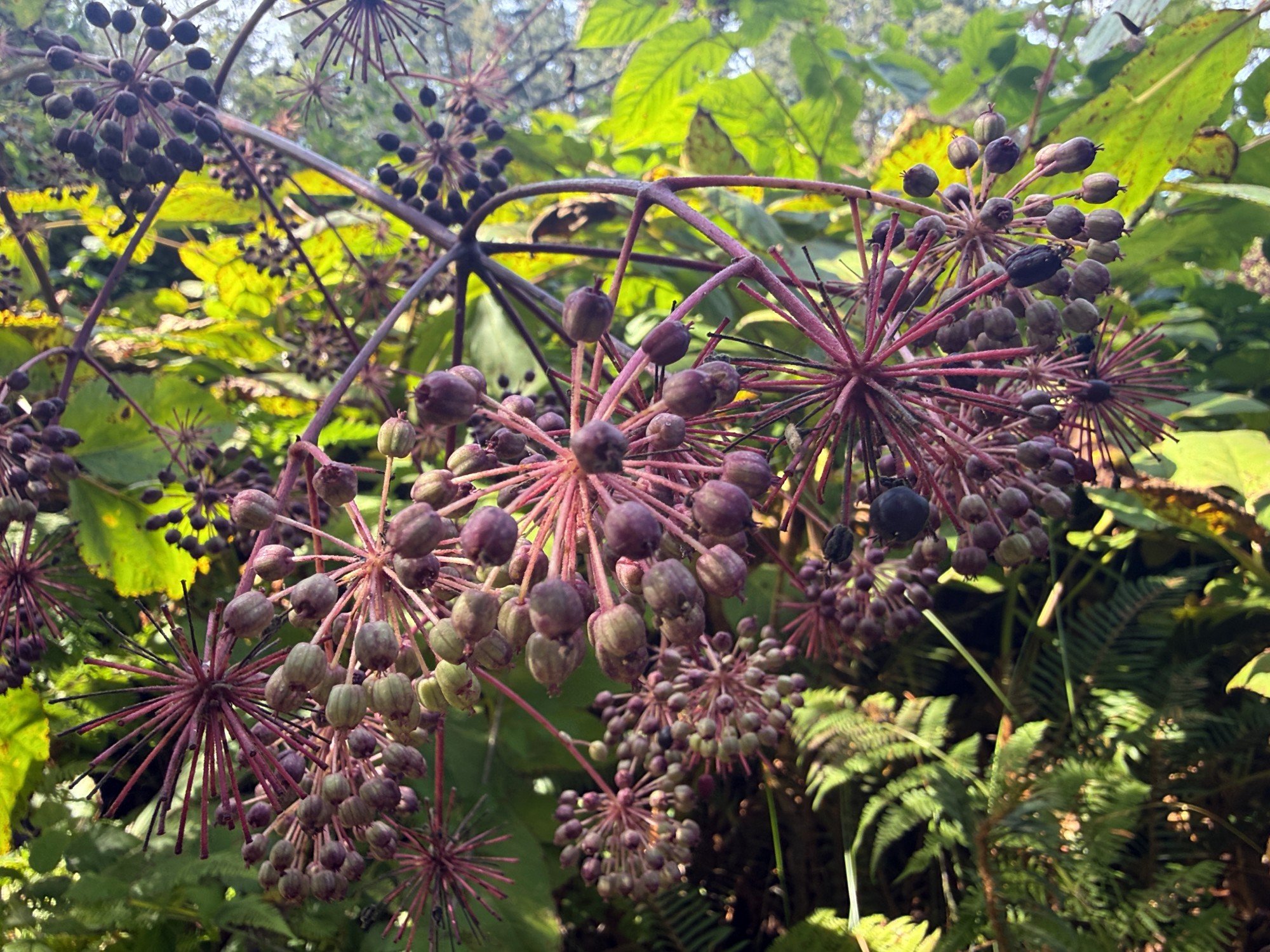 California Spikenard berries